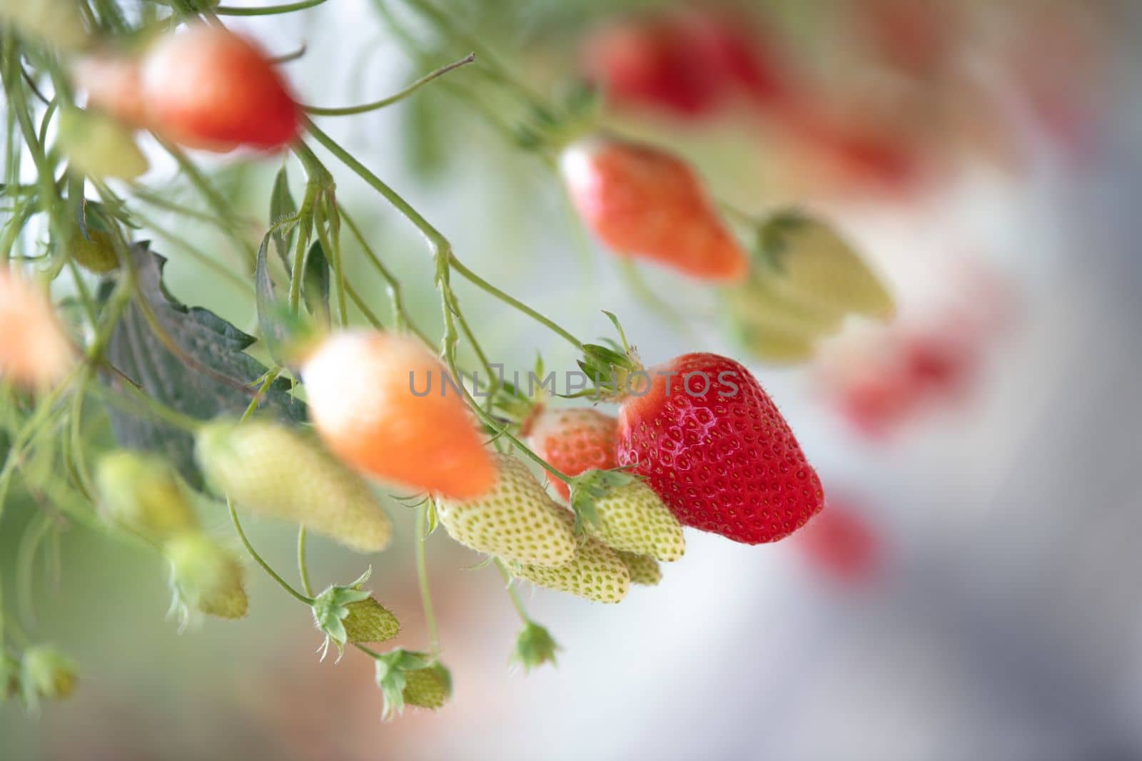 France, Gironde, May 2022: Strawberries growing under green houses in South West France, High quality 4k footage