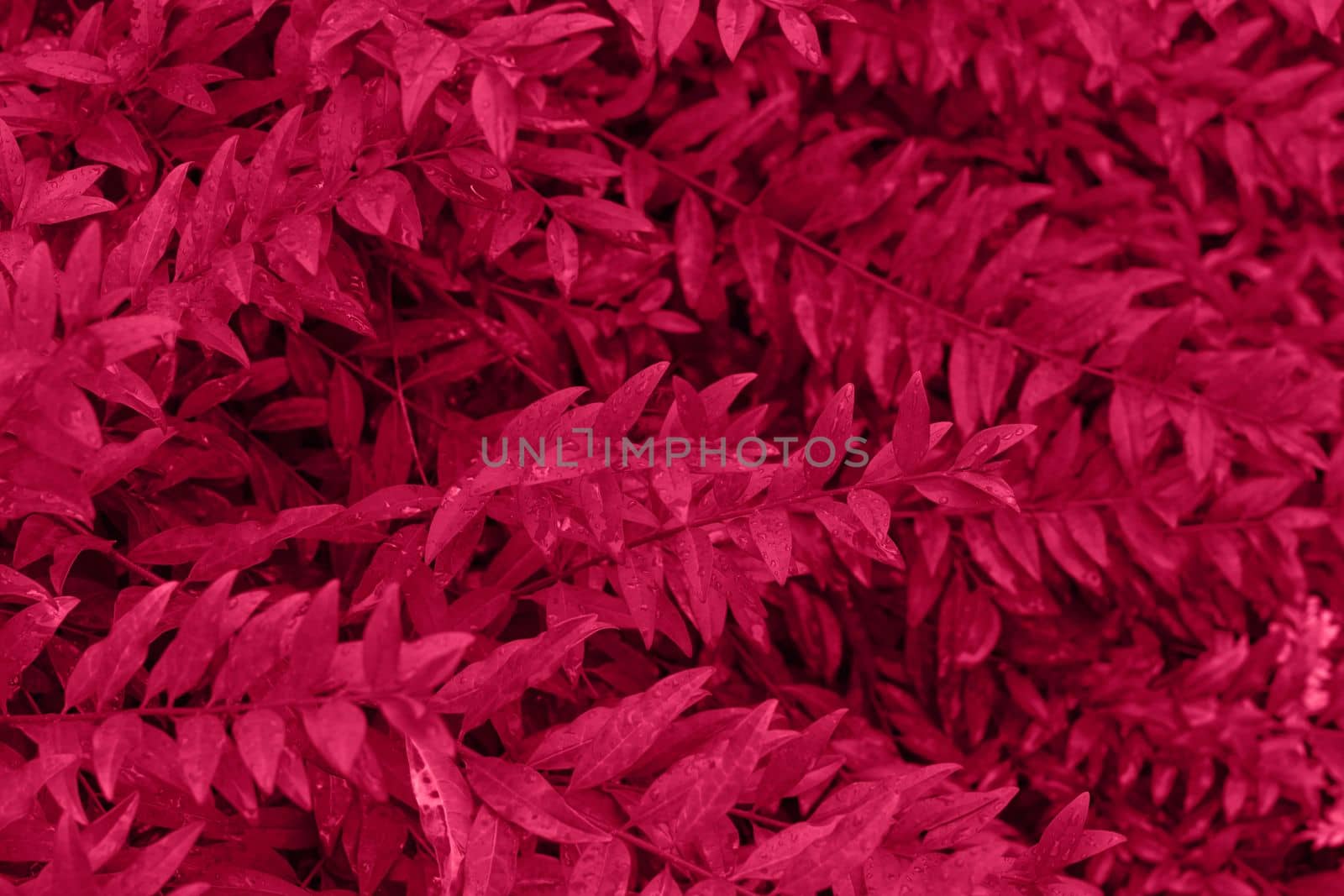 Viva magenta color leaf texture, nature monochrom background. Color of the year 2023. High quality photo