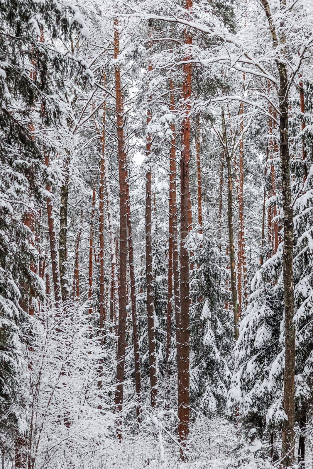 Snowy winter forest. Trees and bushes covered with snow. Christmas holiday background