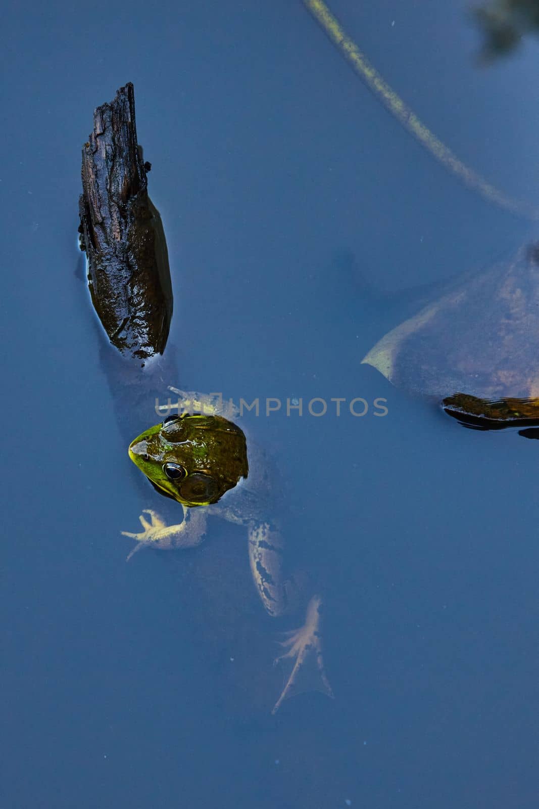 Frog with head sticking out of pond water by njproductions