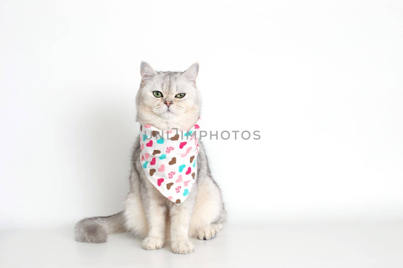 A white cat sits on a white background, with a triangular neckerchief. Copy space