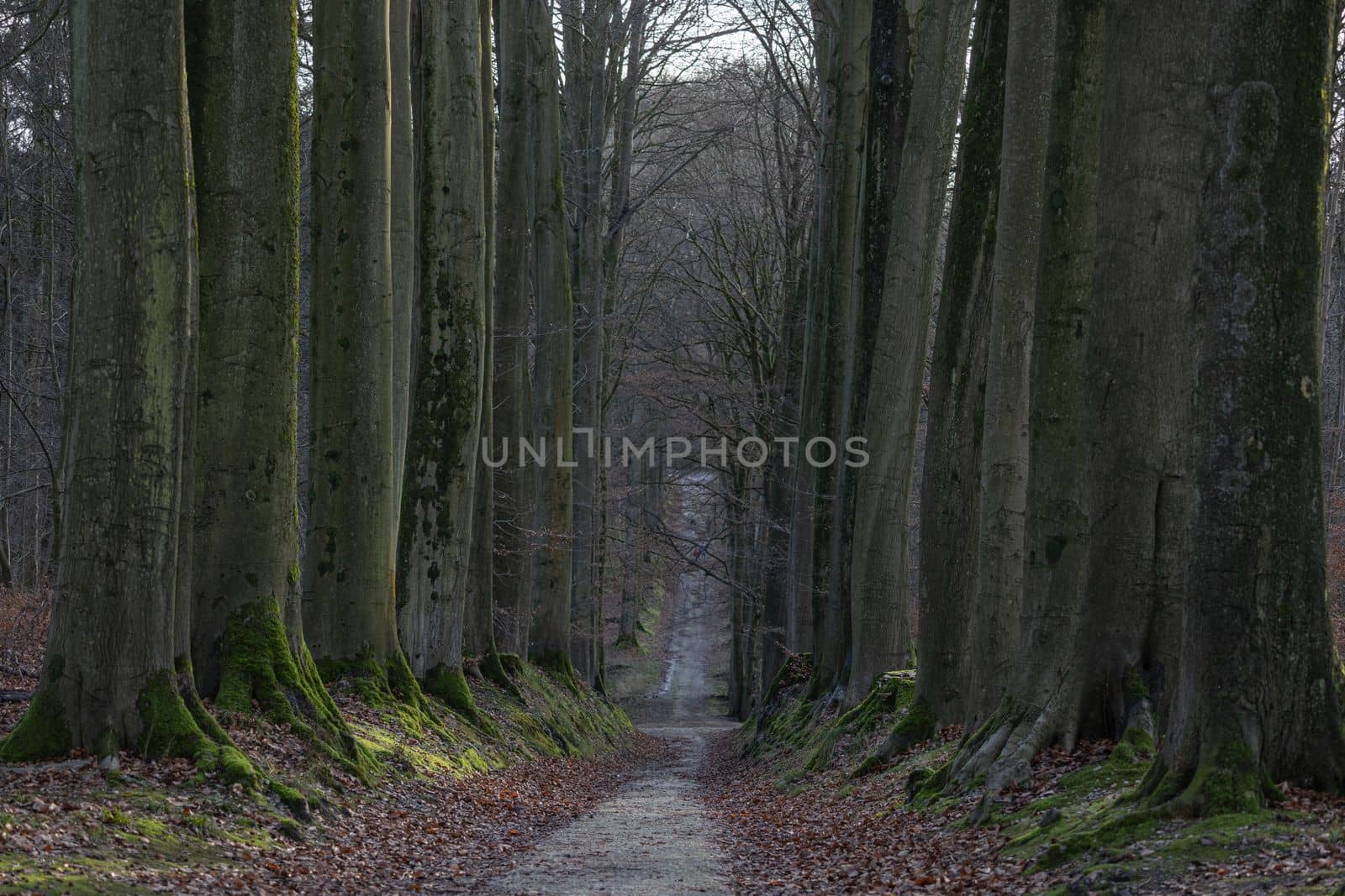 Path in autumn forest. Calm Fall Season. Beautiful Landscape With Road In Autumn Forest