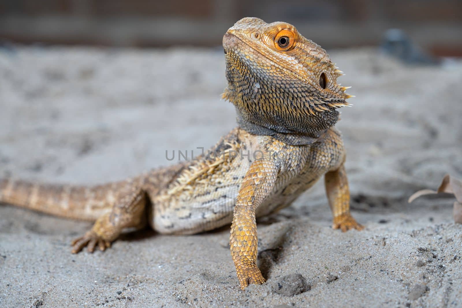 Close up image of Inland Bearded Dragon (Pogona vitticeps)