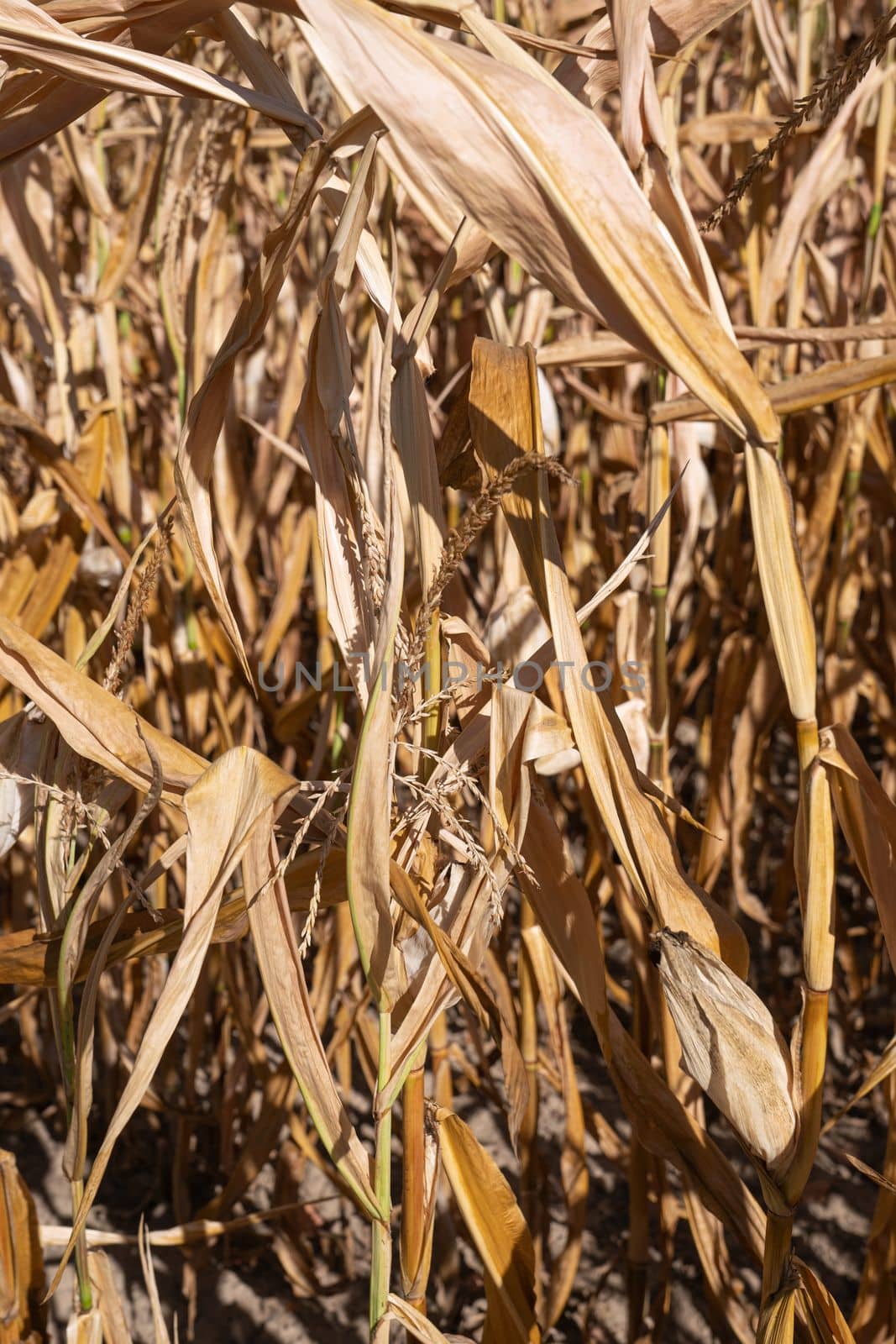 Close up image of withered corn plants, aridity in Germany