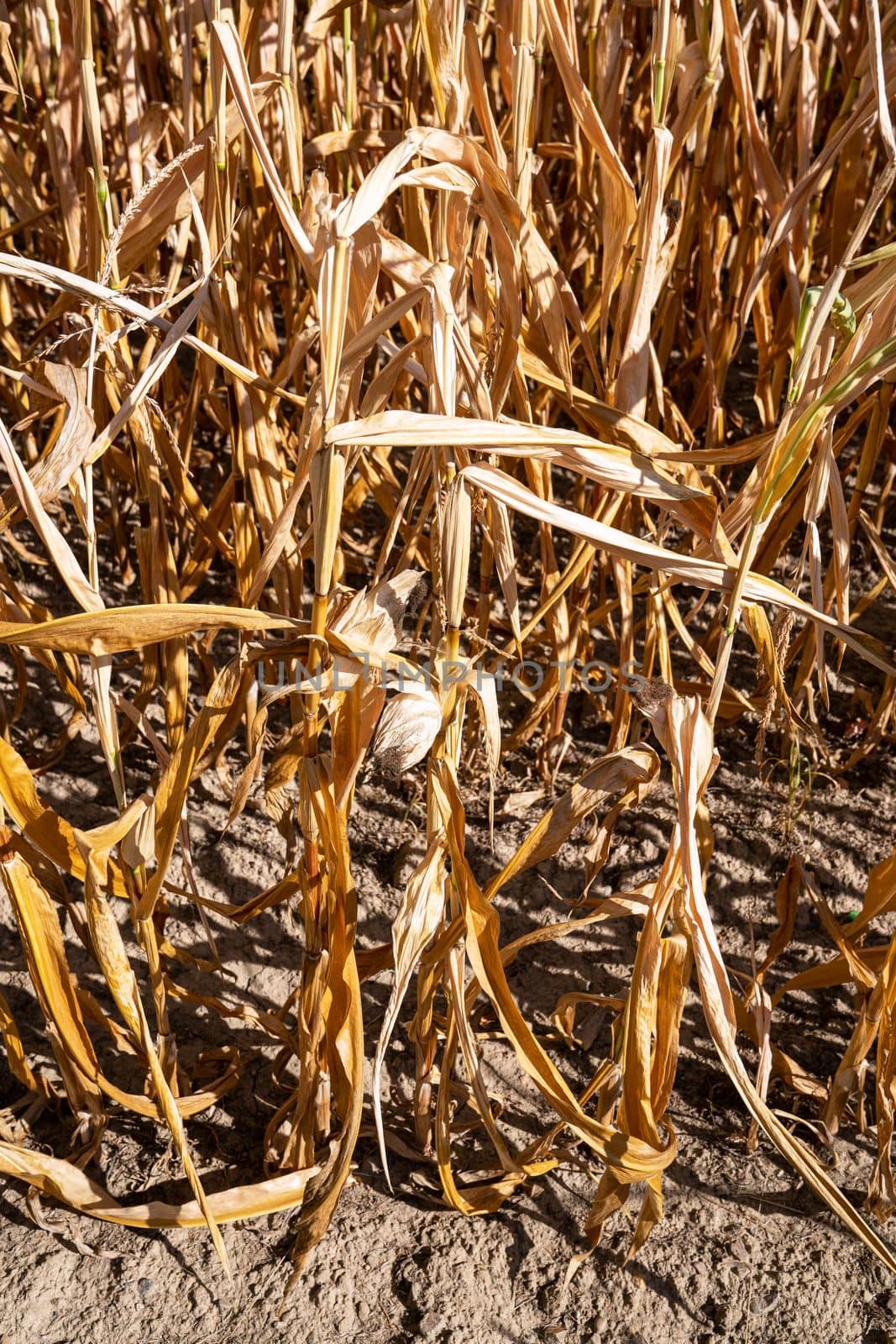 Close up image of withered corn plants, aridity in Germany