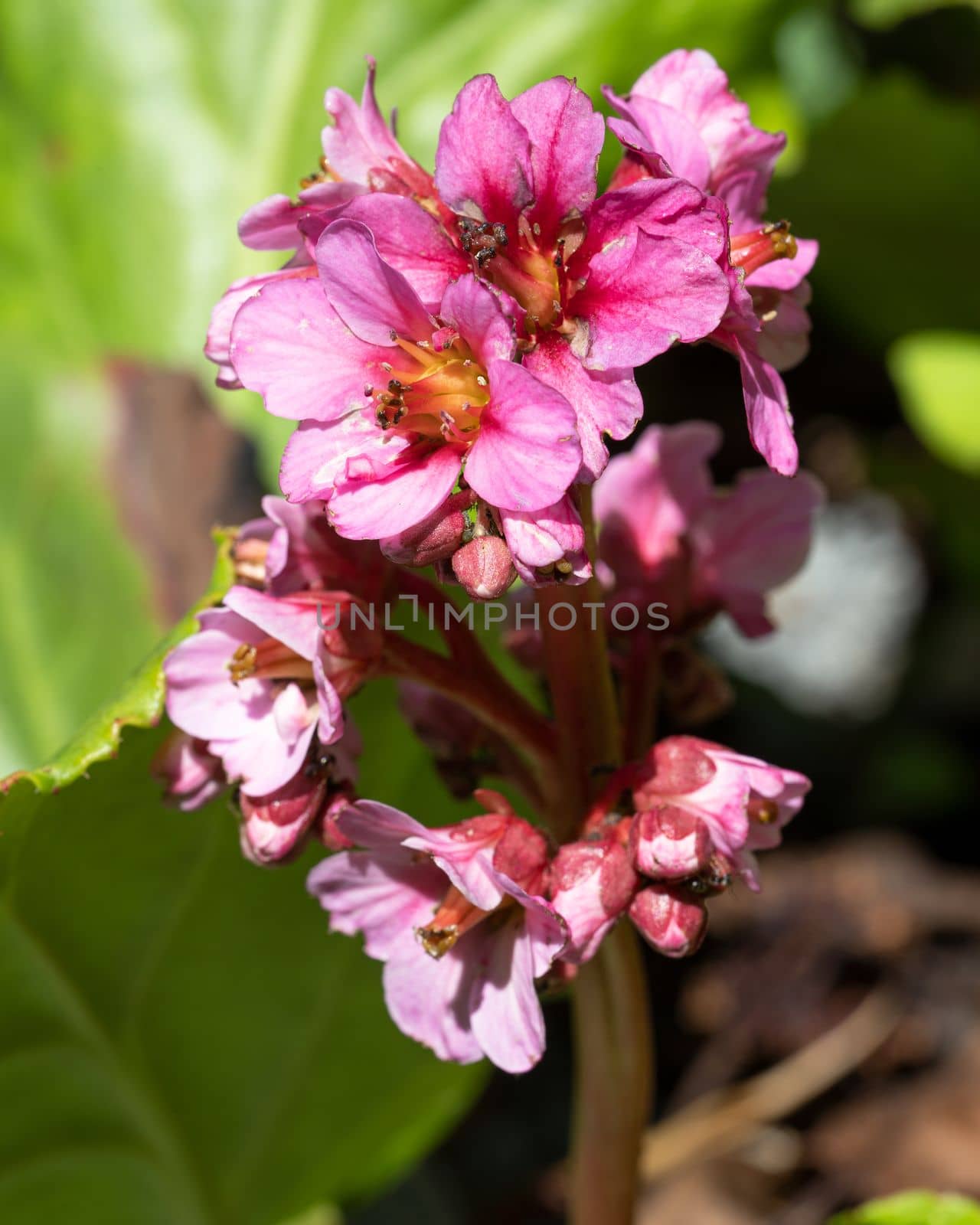 Bergenia (Bergenia hybride), close up of the flower head