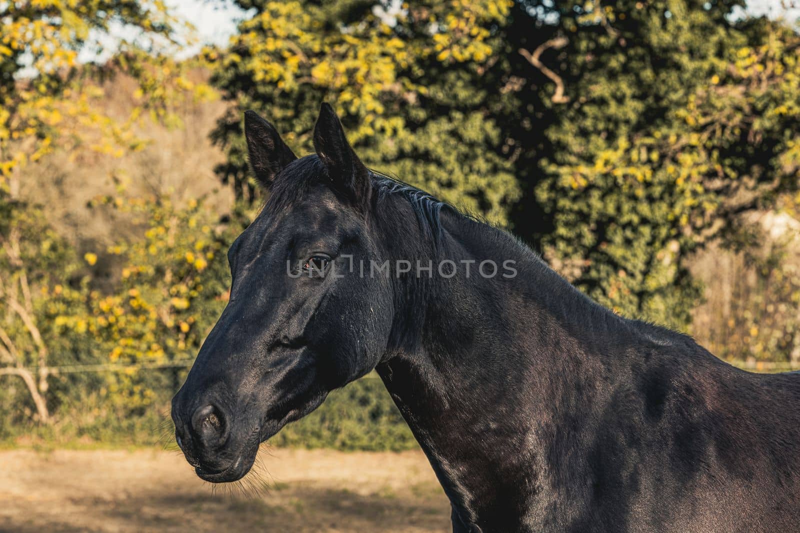 Close up portrait of Head of black horse outdoors