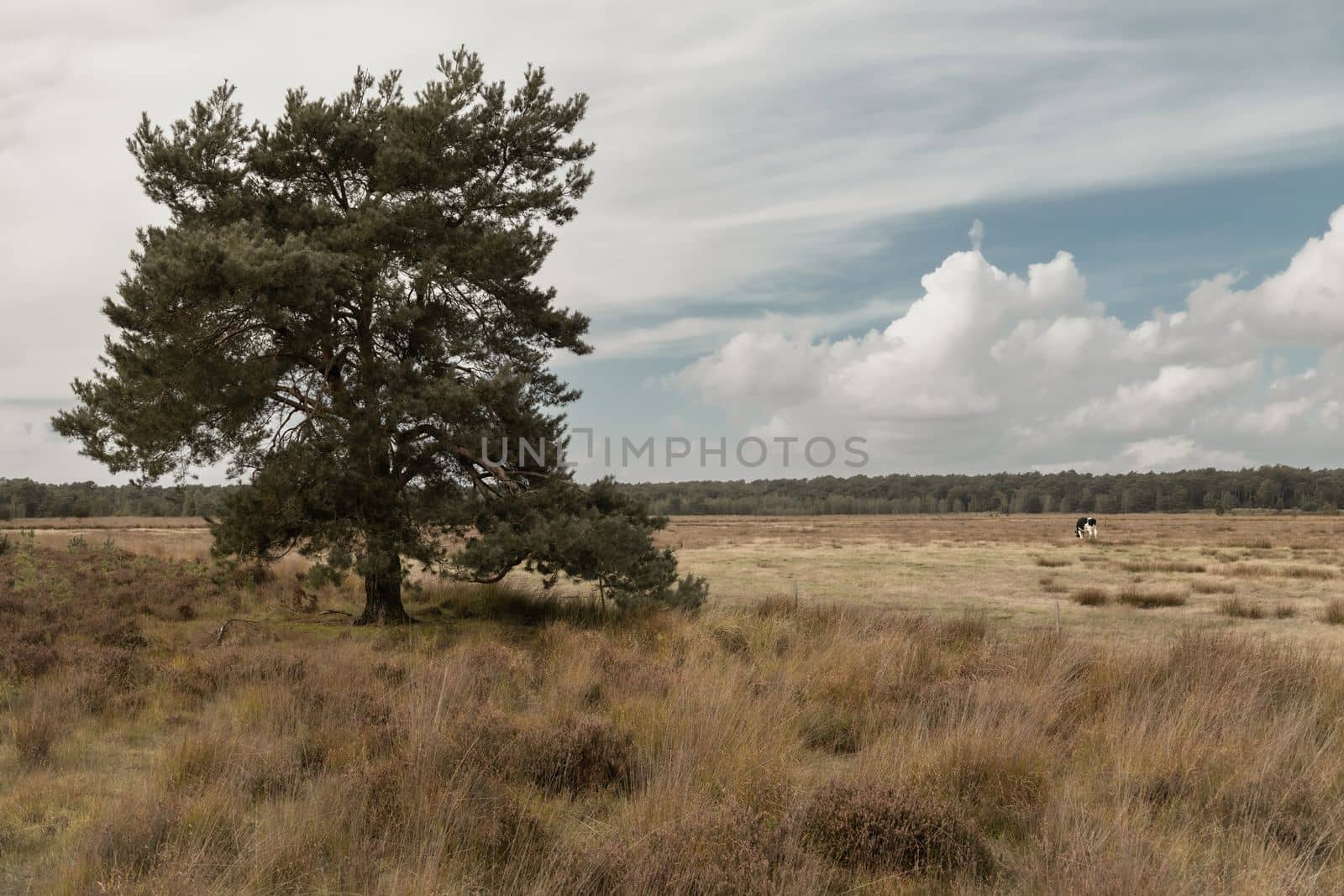 Autumn field. The lonely tree in the field. Cow in autumn field. Late autumn. High quality photo