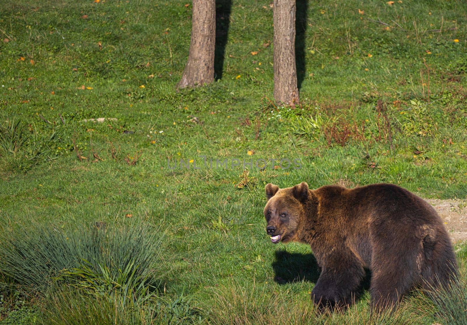 Young brown bear looking back in the meadow in the forest. Brown bear watching over the shoulder
