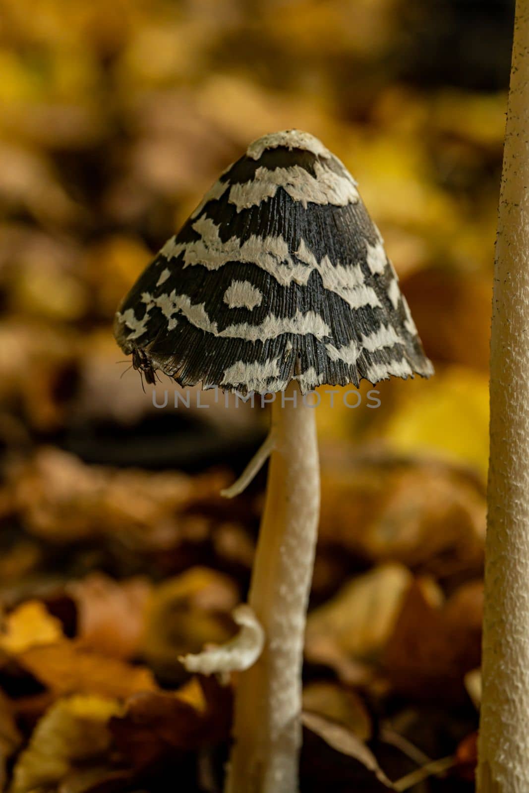Beautiful little mushroom in autumn forest. High quality photo