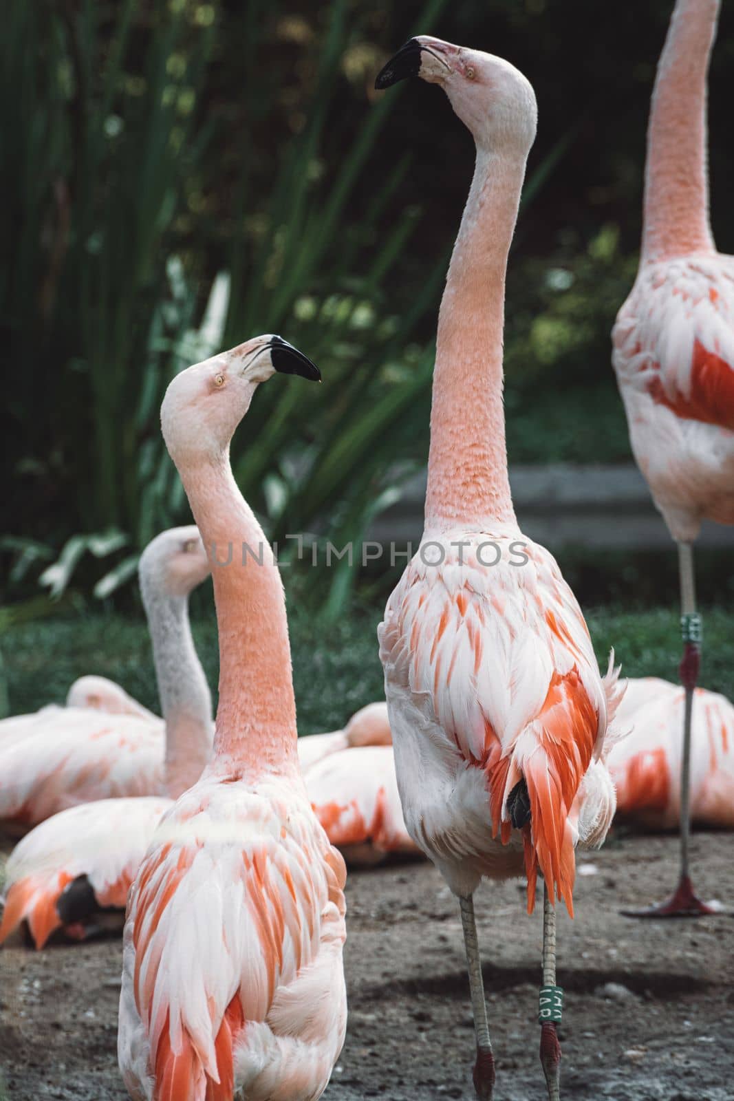 A photo of a beautiful scene of a flock of big pink flamingos looking for food