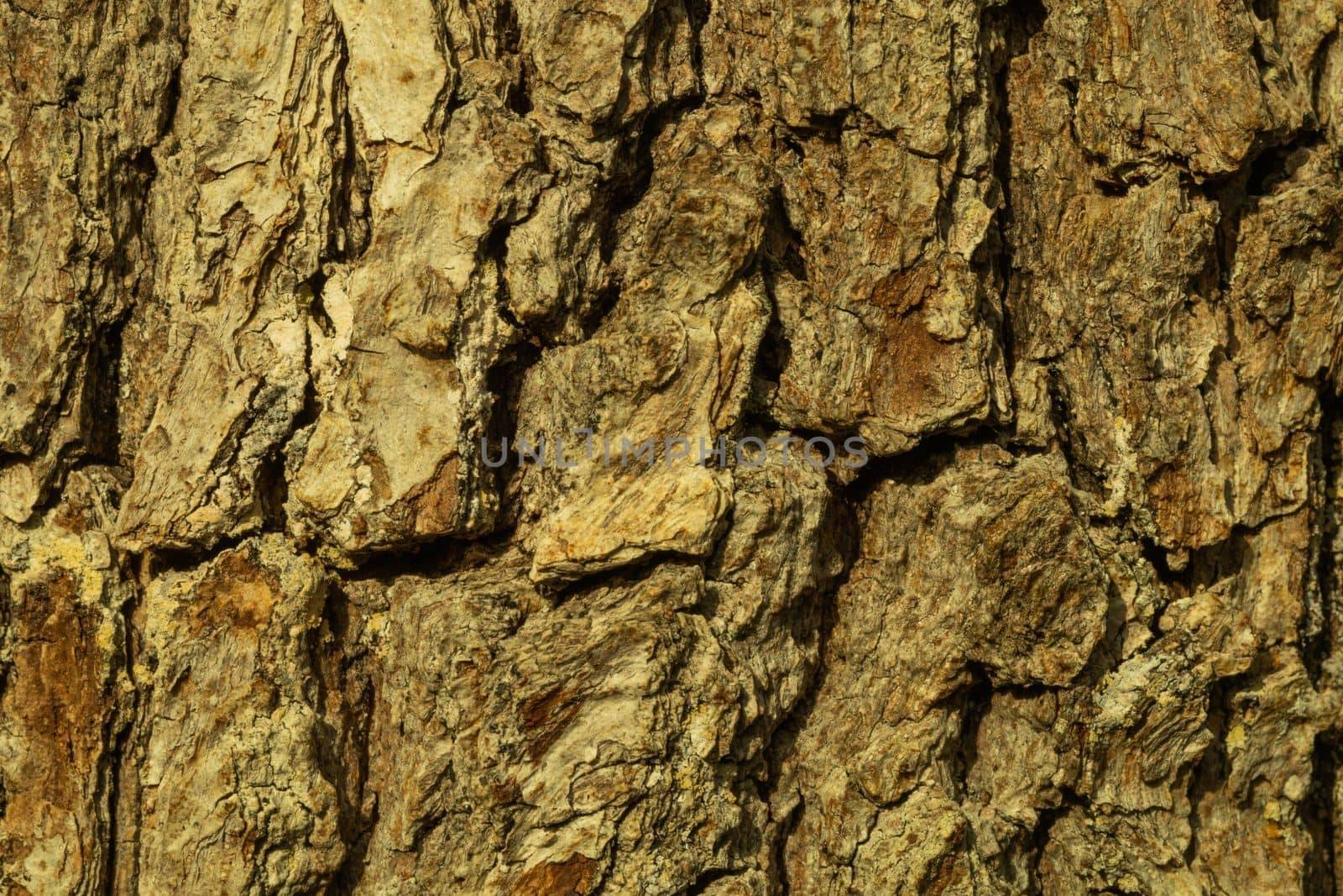 Pater wood. Wooden bark texture. Tree texture background by exndiver