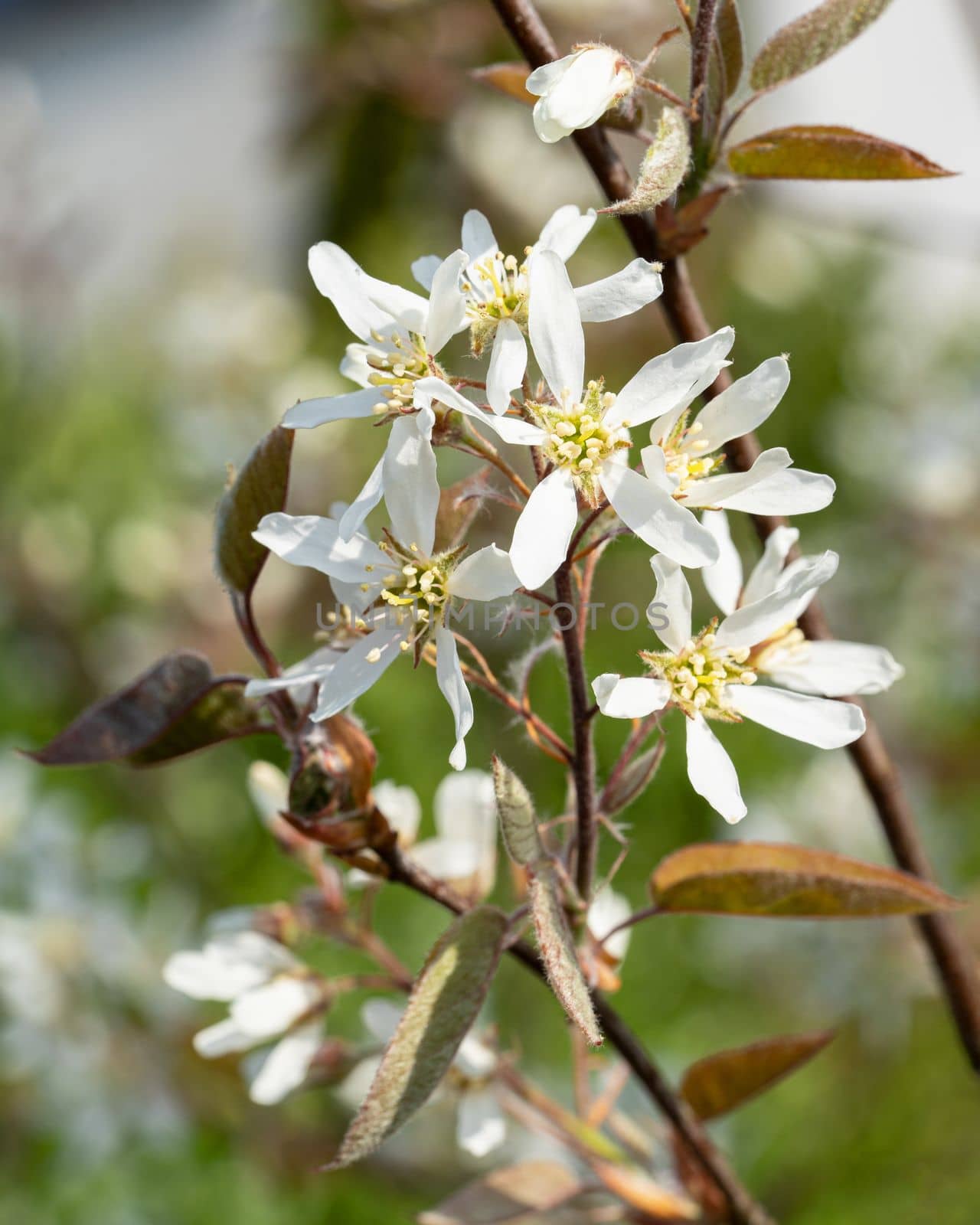 Juneberry (Amelanchier lamarckii), blooms of springtime
