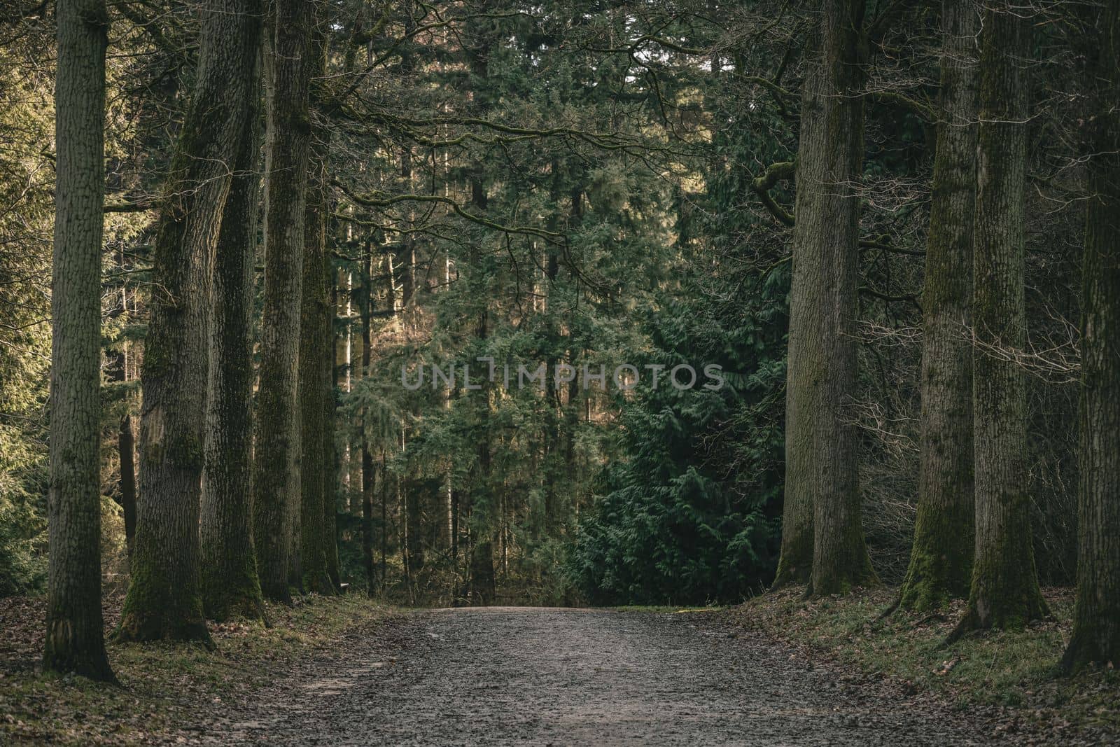 Pathway in the autumn forest. Dirt road in autumn forest. Forest with trail