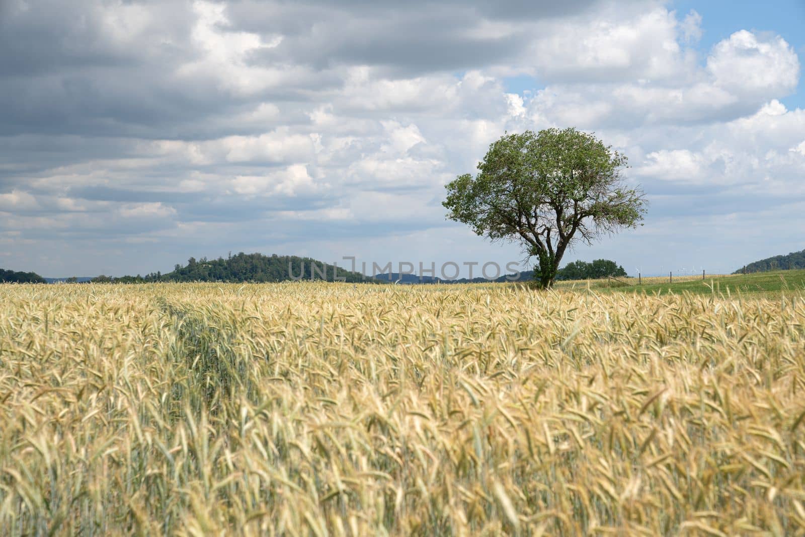 Panoramic image of a corn field on a cloudy day against sky, Sauerland, Germany