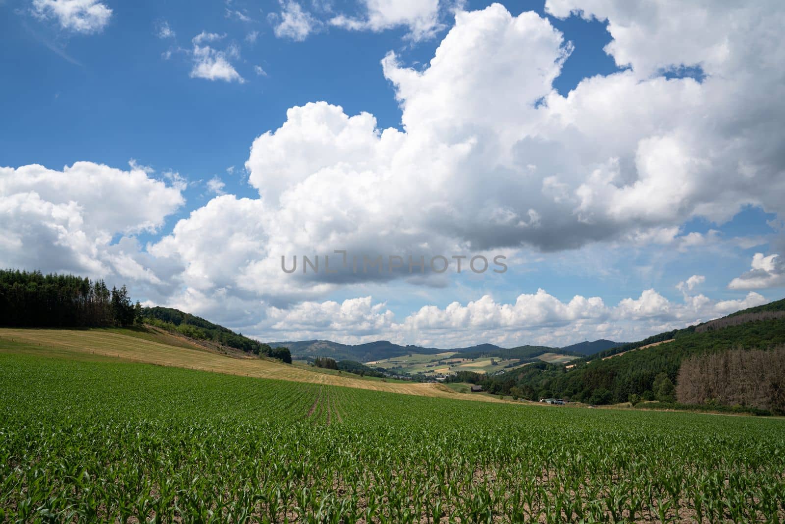 Panoramic image of a corn field against sky by alfotokunst