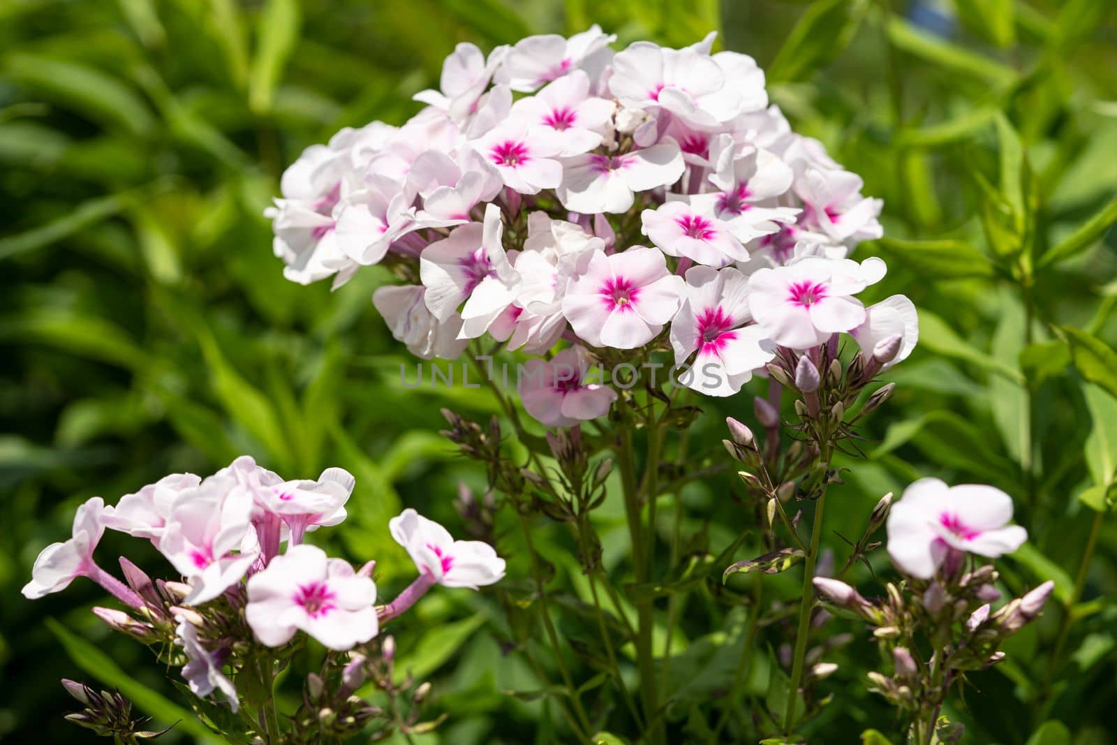 Garden Phlox (Phlox paniculata), flowers of summer