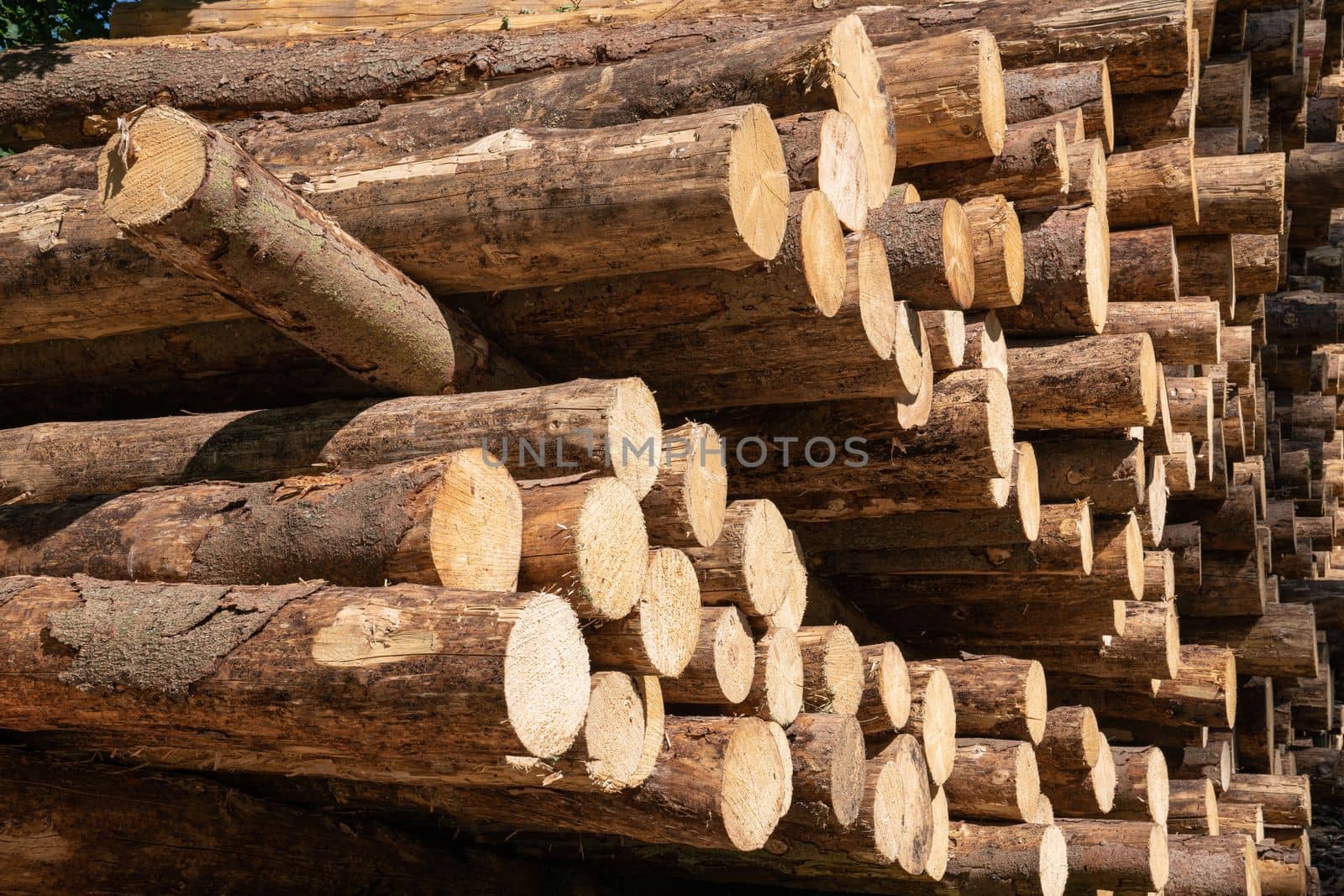 Close up image of log piles, forestry in Germany 