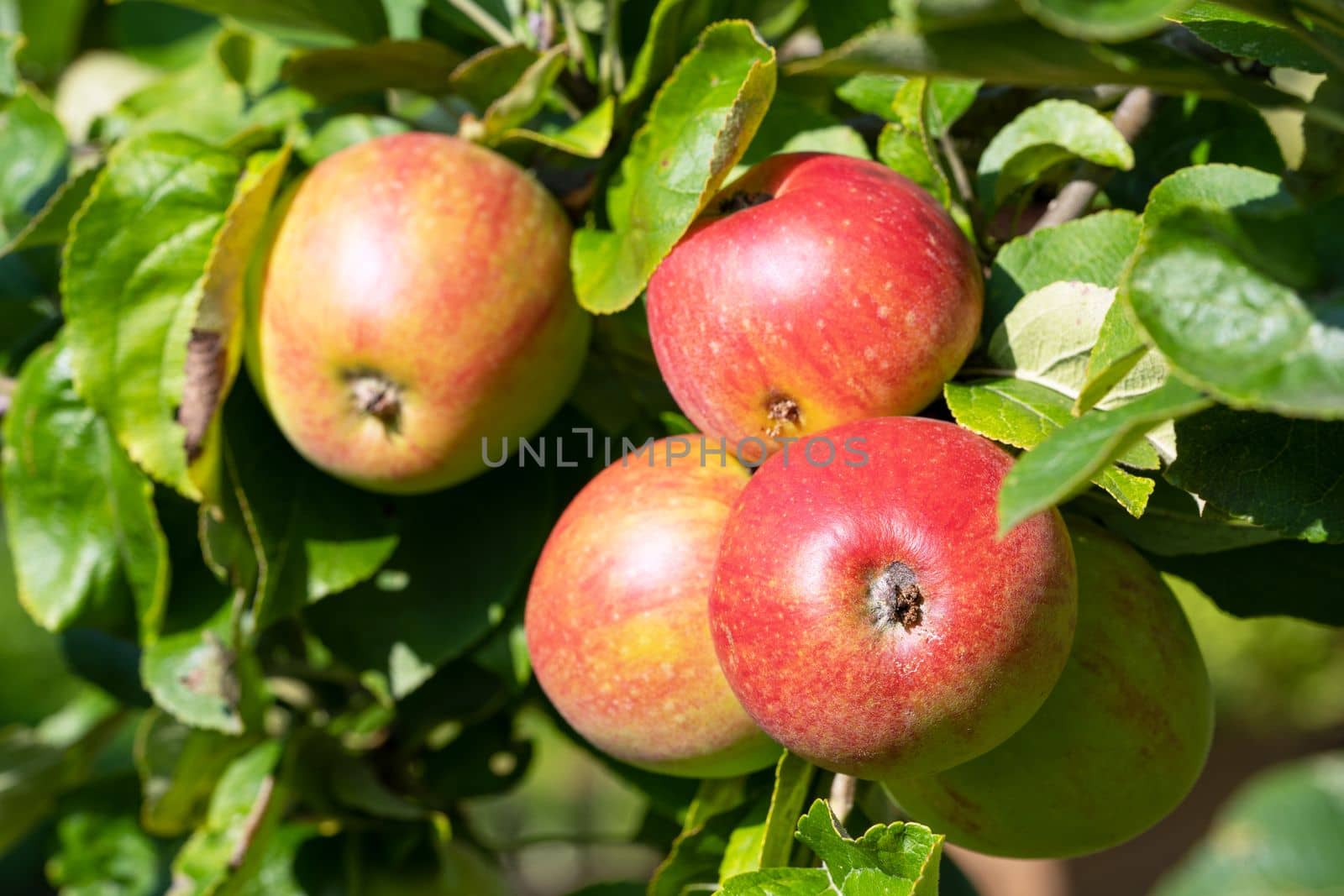 Close up image of apples ready to reap; fruits of autumn