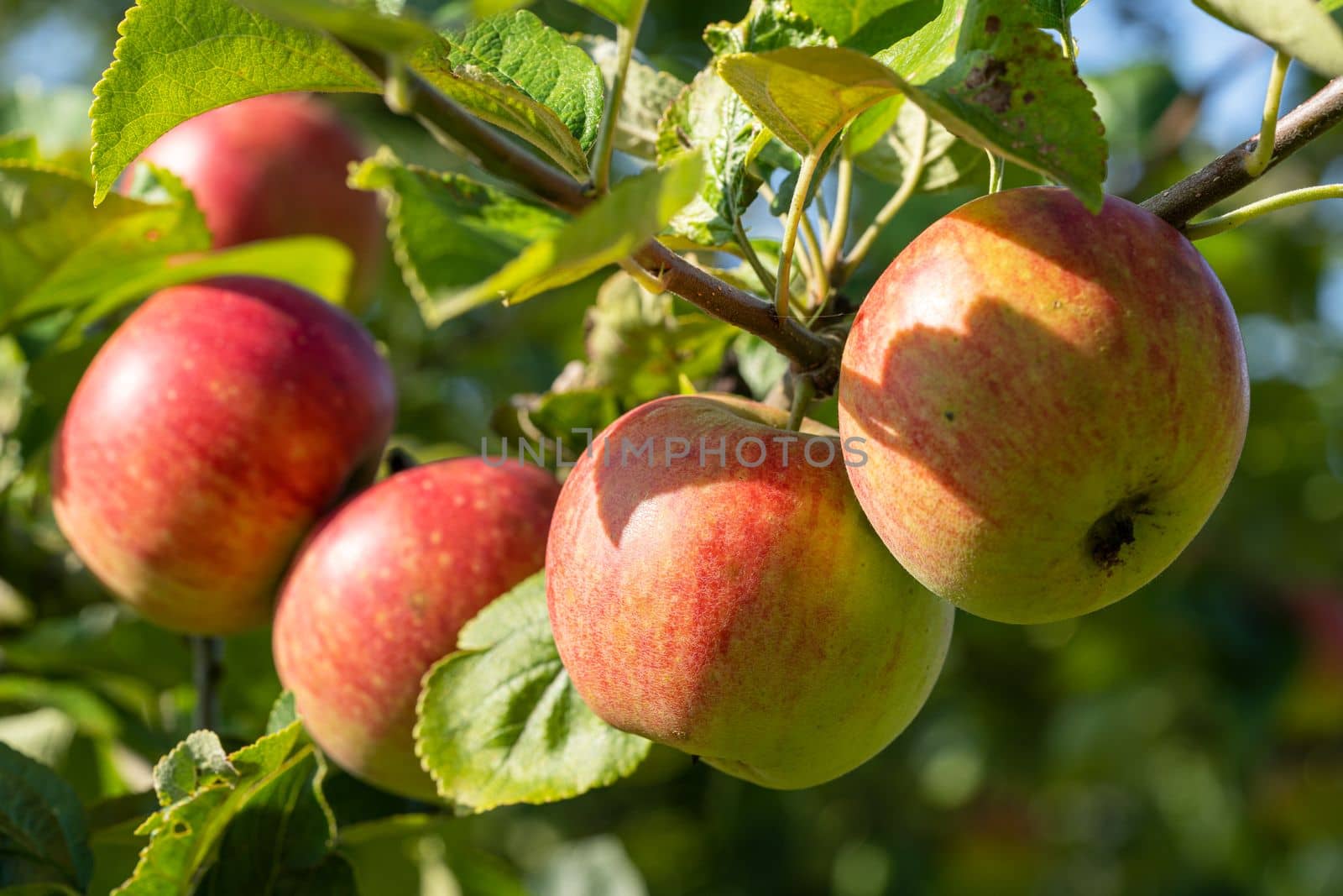 Close up image of apples by alfotokunst