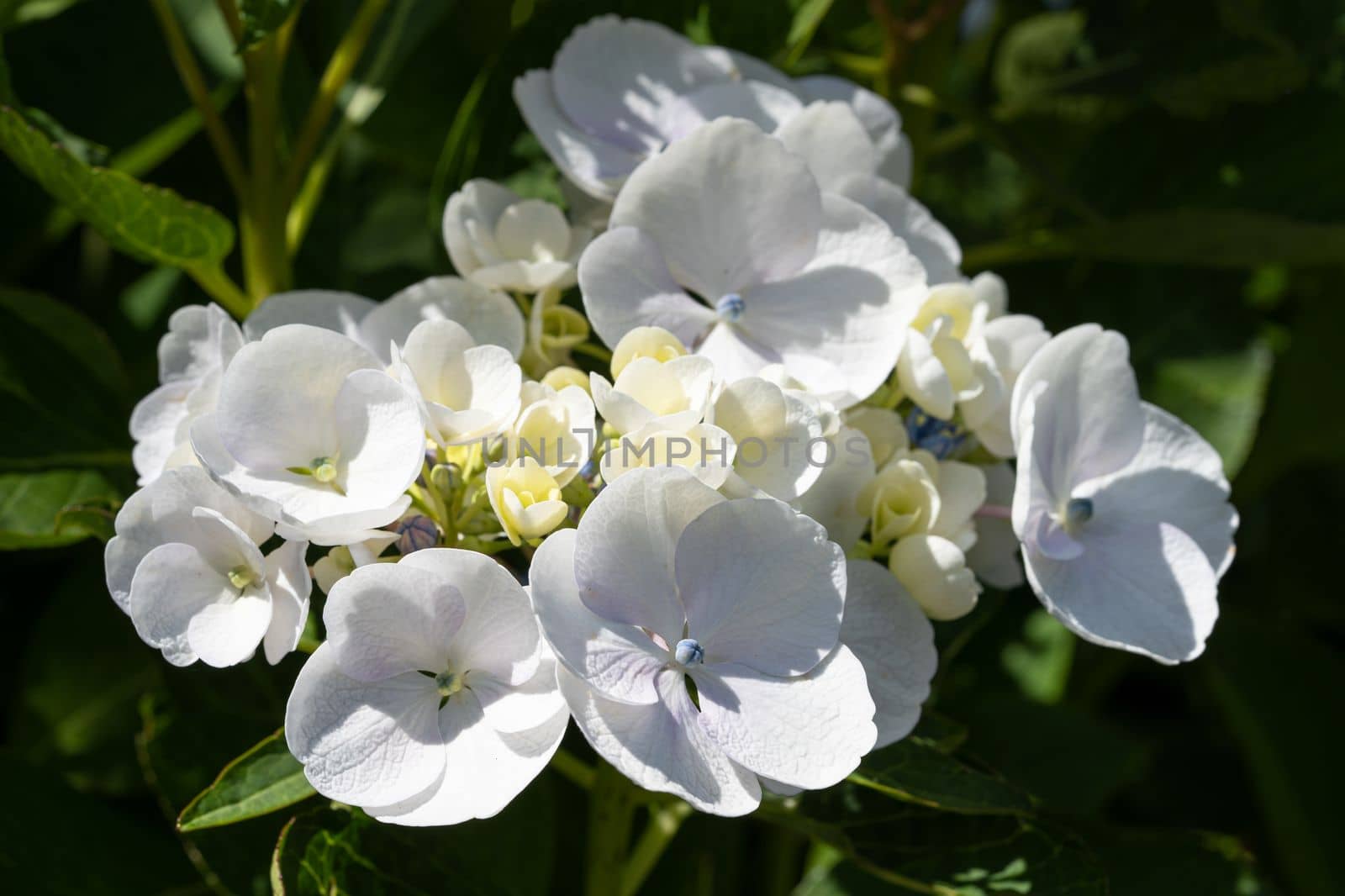 Penny mac (Hydrangea macrophylla), flowers of summer