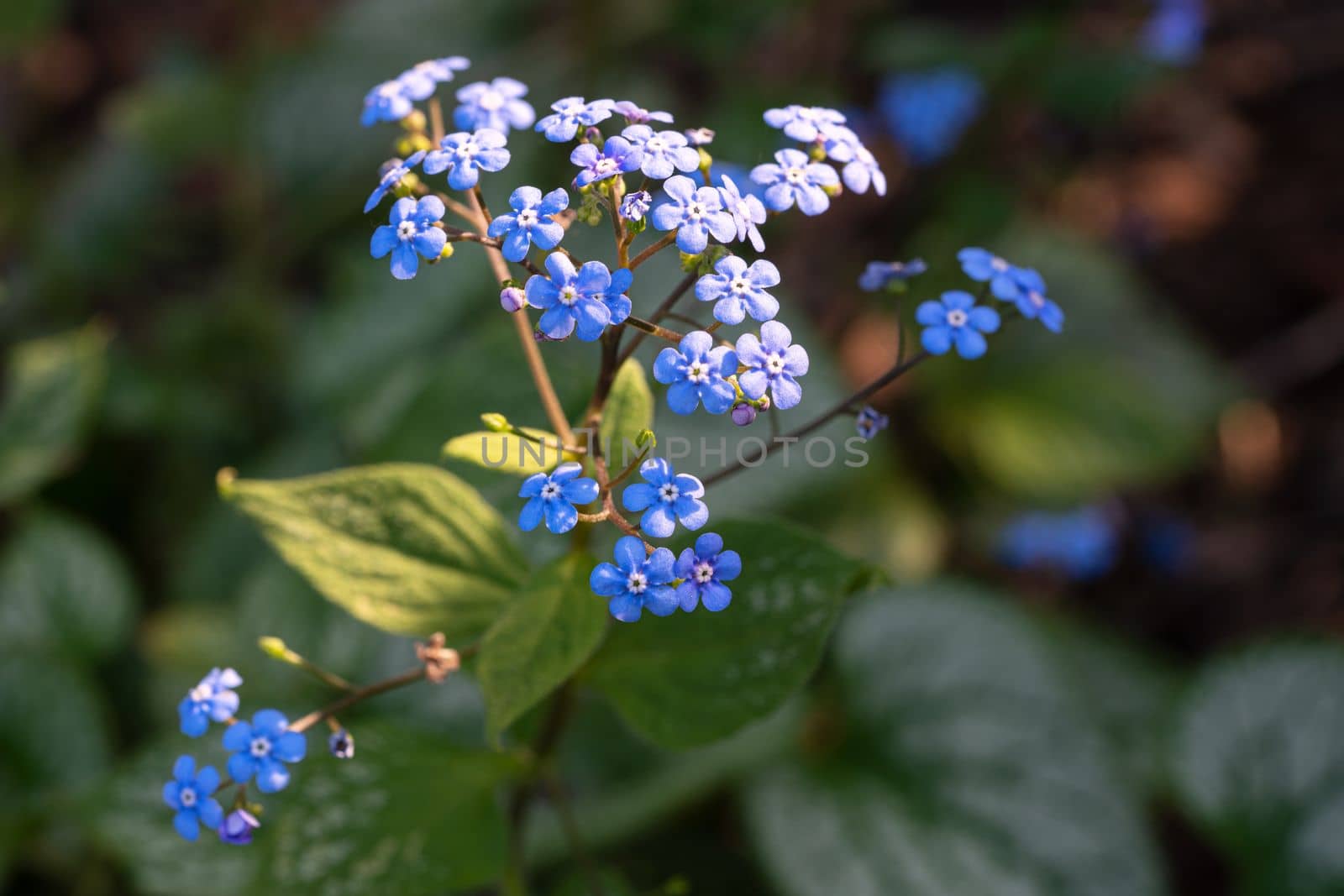 Siberian bugloss, Brunnera macrophylla by alfotokunst