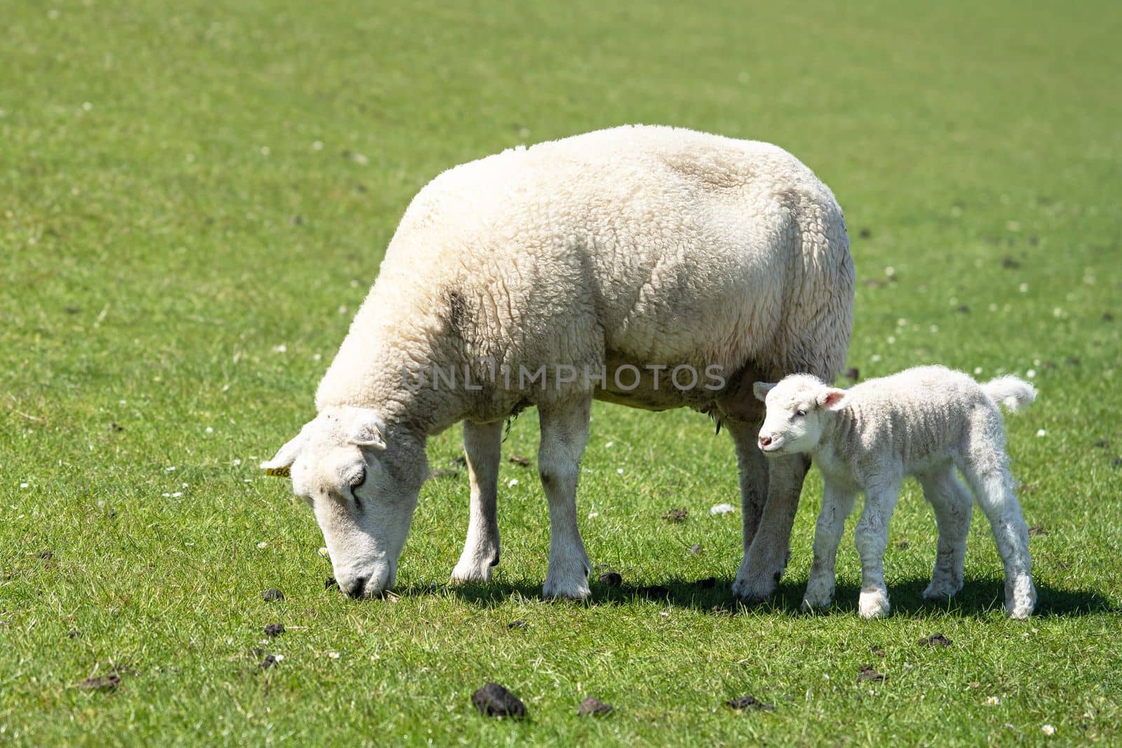 Sheep farming, Pellworm, North Frisia, Germany by alfotokunst