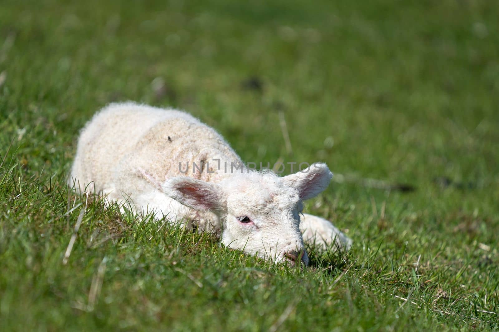 Sheep farming on the North Frisian Island Pellworm, green workers on the dyke, Germany