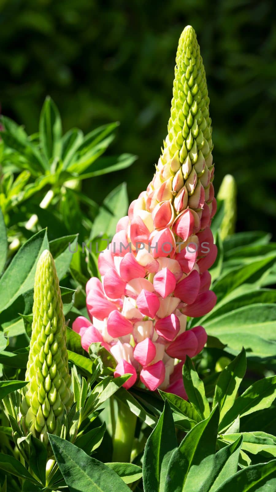 Garden Lupin, Lupinus polyphyllus by alfotokunst