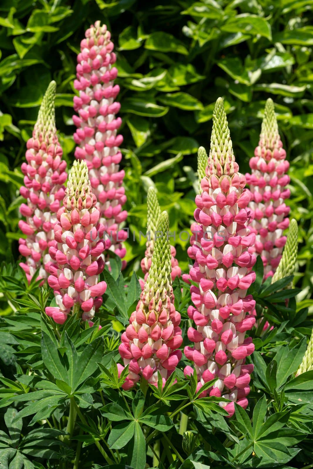 Garden Lupin (Lupinus polyphyllus), close up of the flower head