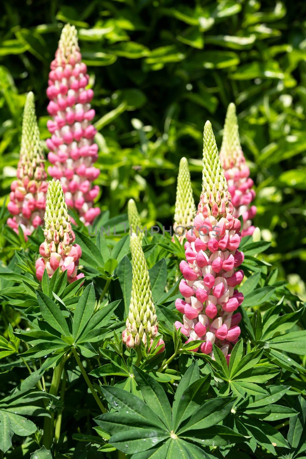 Garden Lupin (Lupinus polyphyllus), close up of the flower head