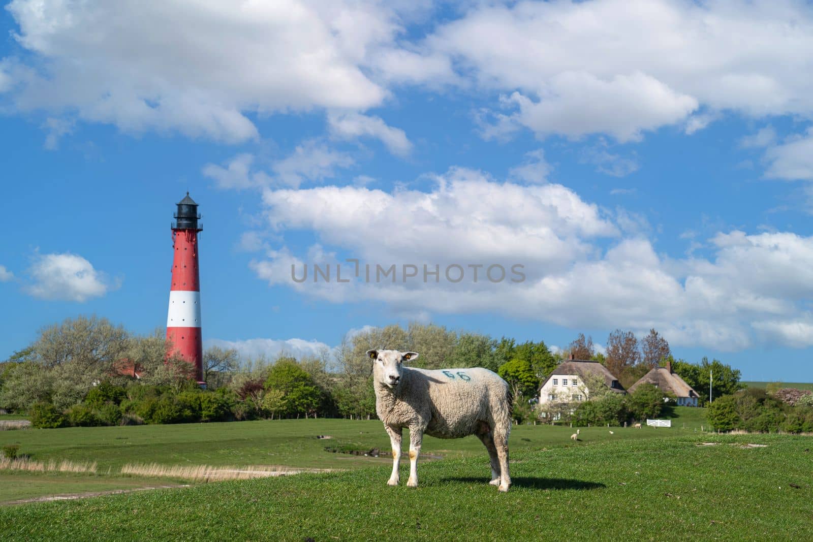 Lighthouse of Pellworm, North Frisia, Germany by alfotokunst