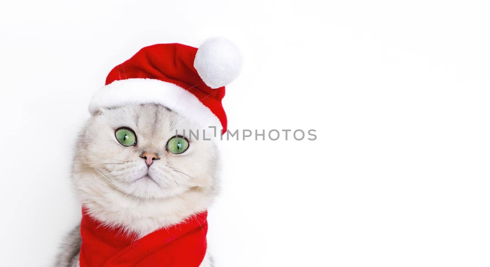 Wide banner with head of a cute white cat, in the red cap of Santa Claus and red scarf isolated on white background