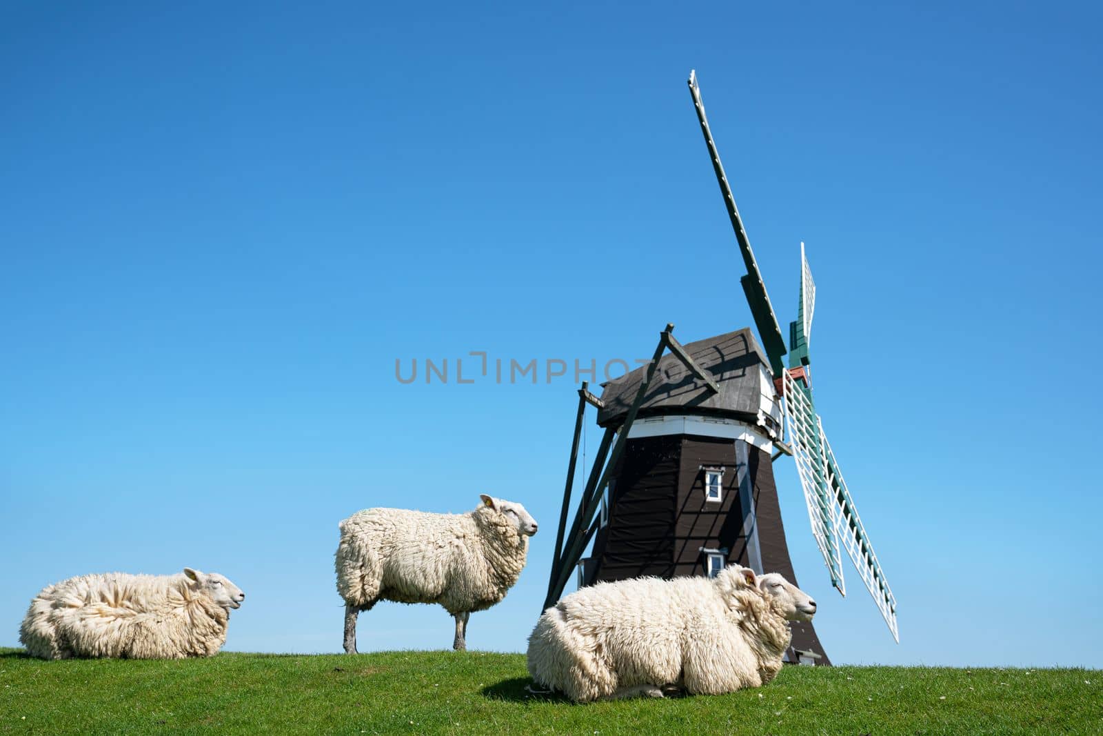 Panoramic image of the windmill of Pellworm against blue sky, North Frisia, Germany