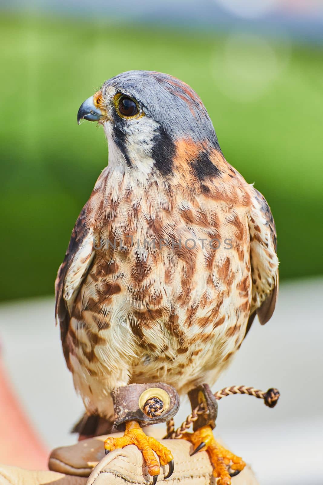 Tamed American Kestrel raptor on leather glove of trainer by njproductions