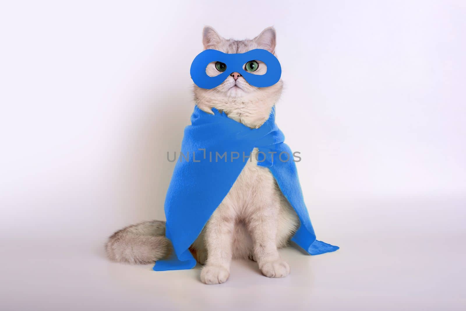 Funny white cat in a blue superhero costume: blue mask and cape, sits on white background, look at camera