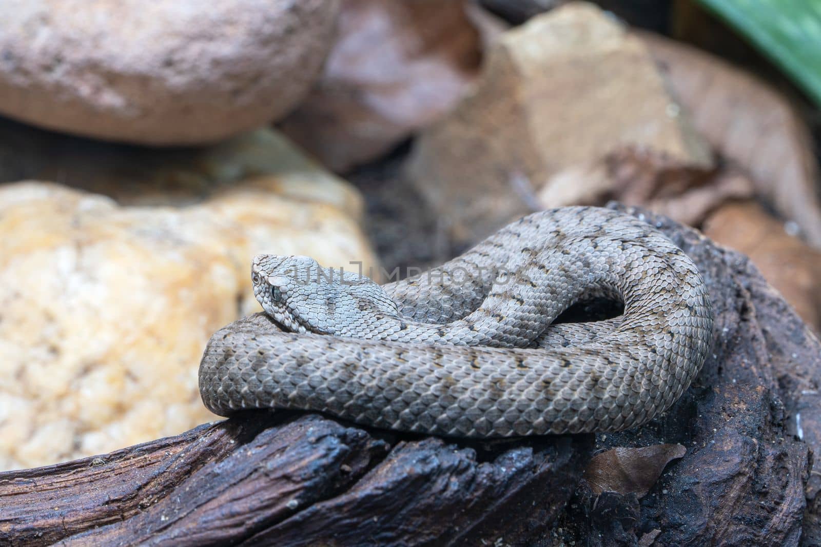 Close up image of Asp viper (Vipera aspis)