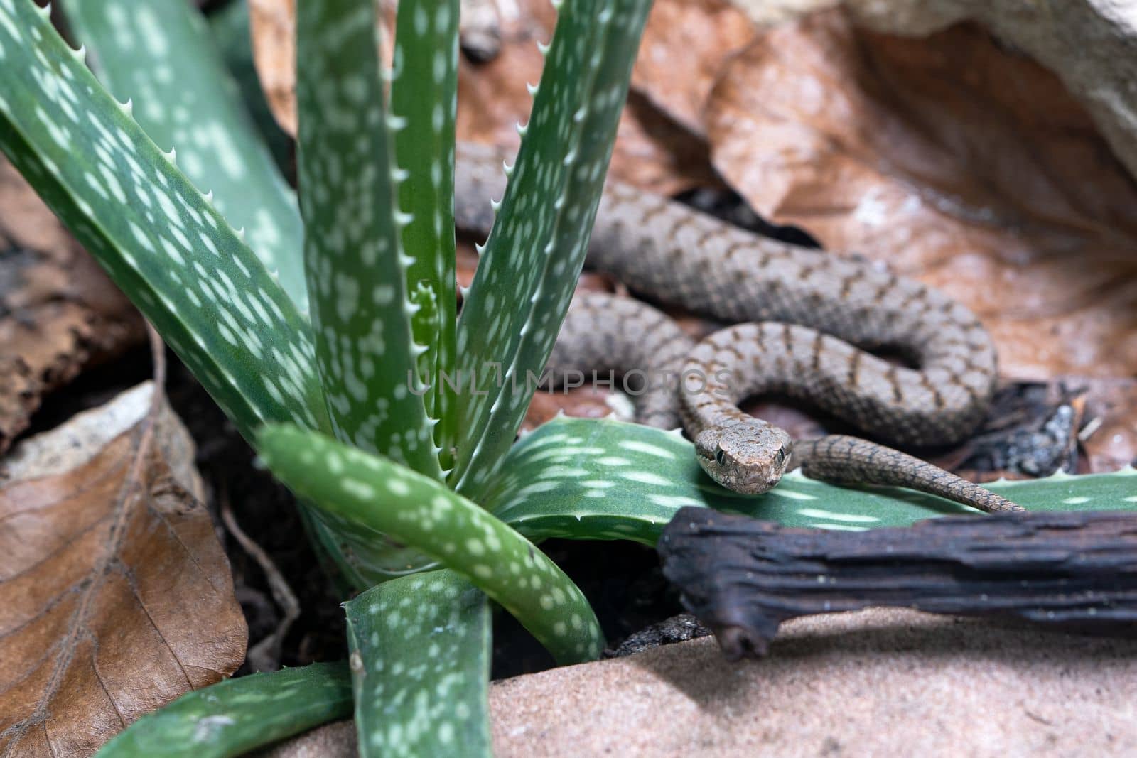 Close up image of Asp viper (Vipera aspis)