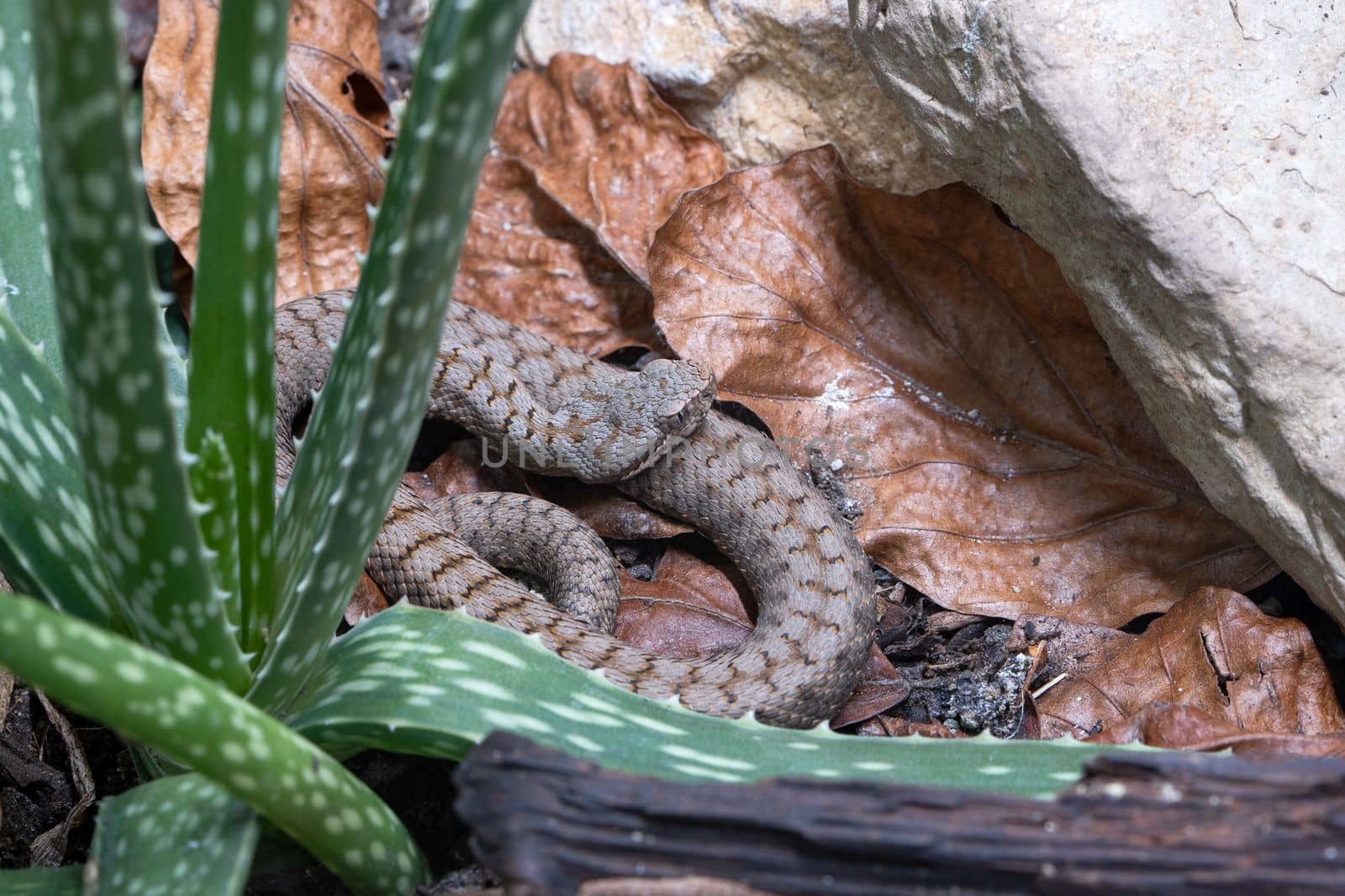 Close up image of Asp viper (Vipera aspis)