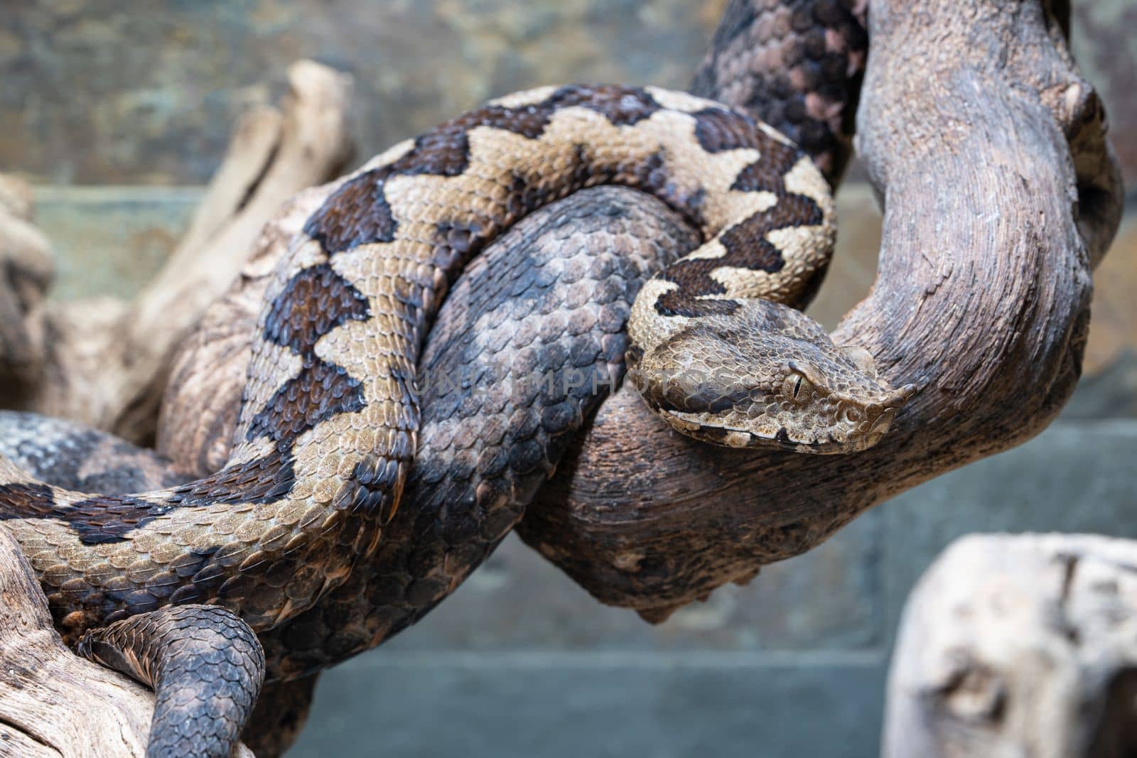 Close up image of nose-horned viper (Vipera ammodytes)