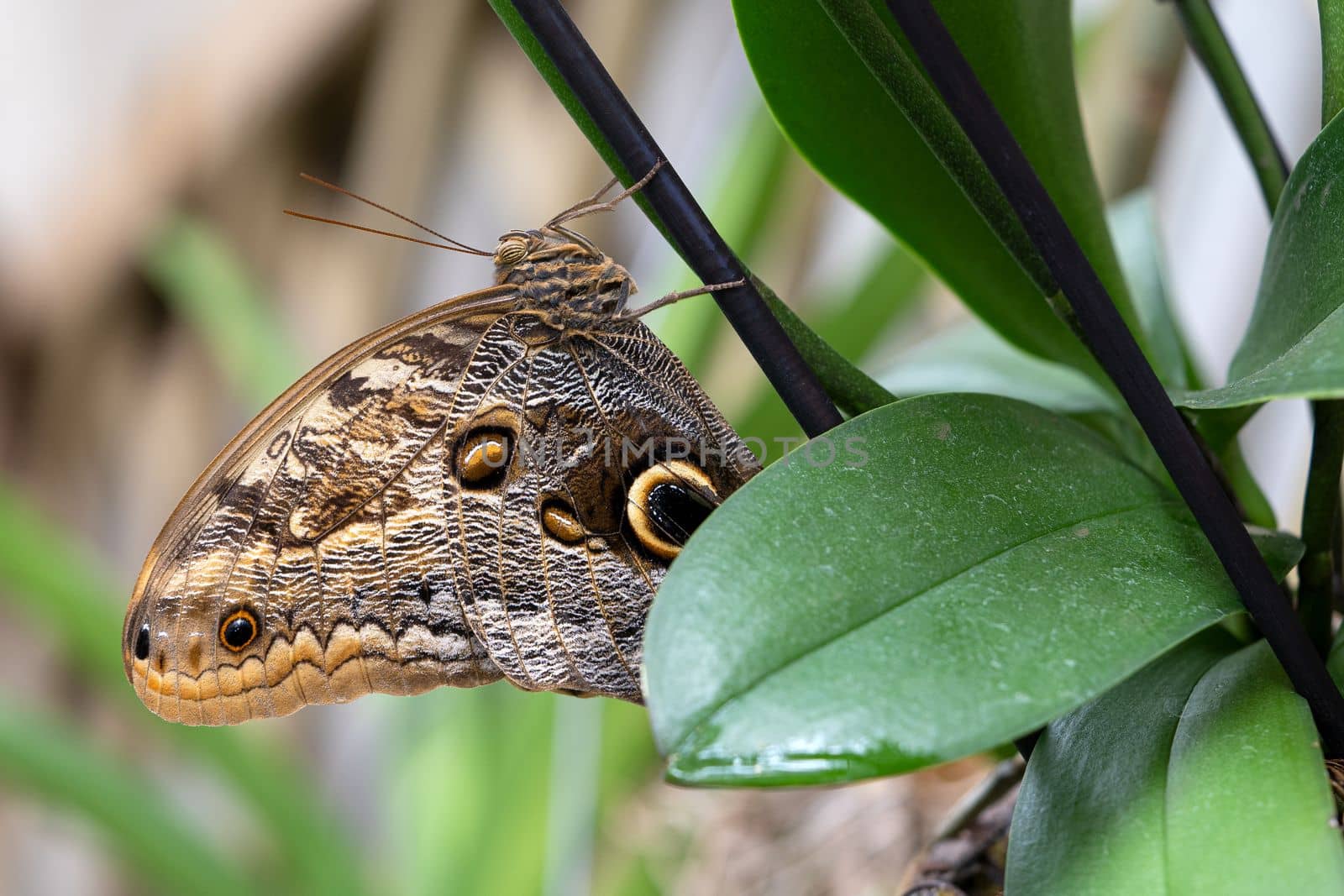 Forest giant owl (Caligo eurilochus), close-up of the butterfly