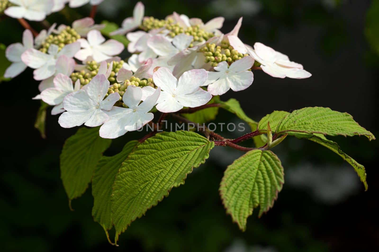 Japanese snowball, Viburnum plicatum by alfotokunst