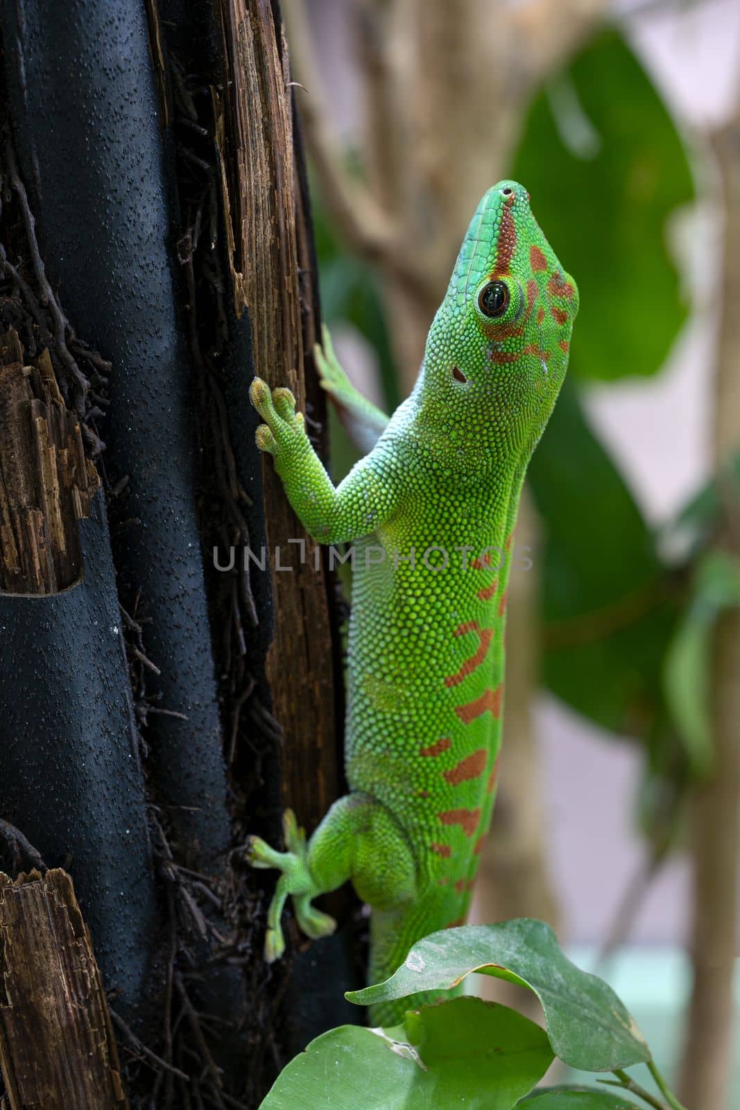 Close up image of Madagascar giant day gecko (Phelsuma madagascariensis)