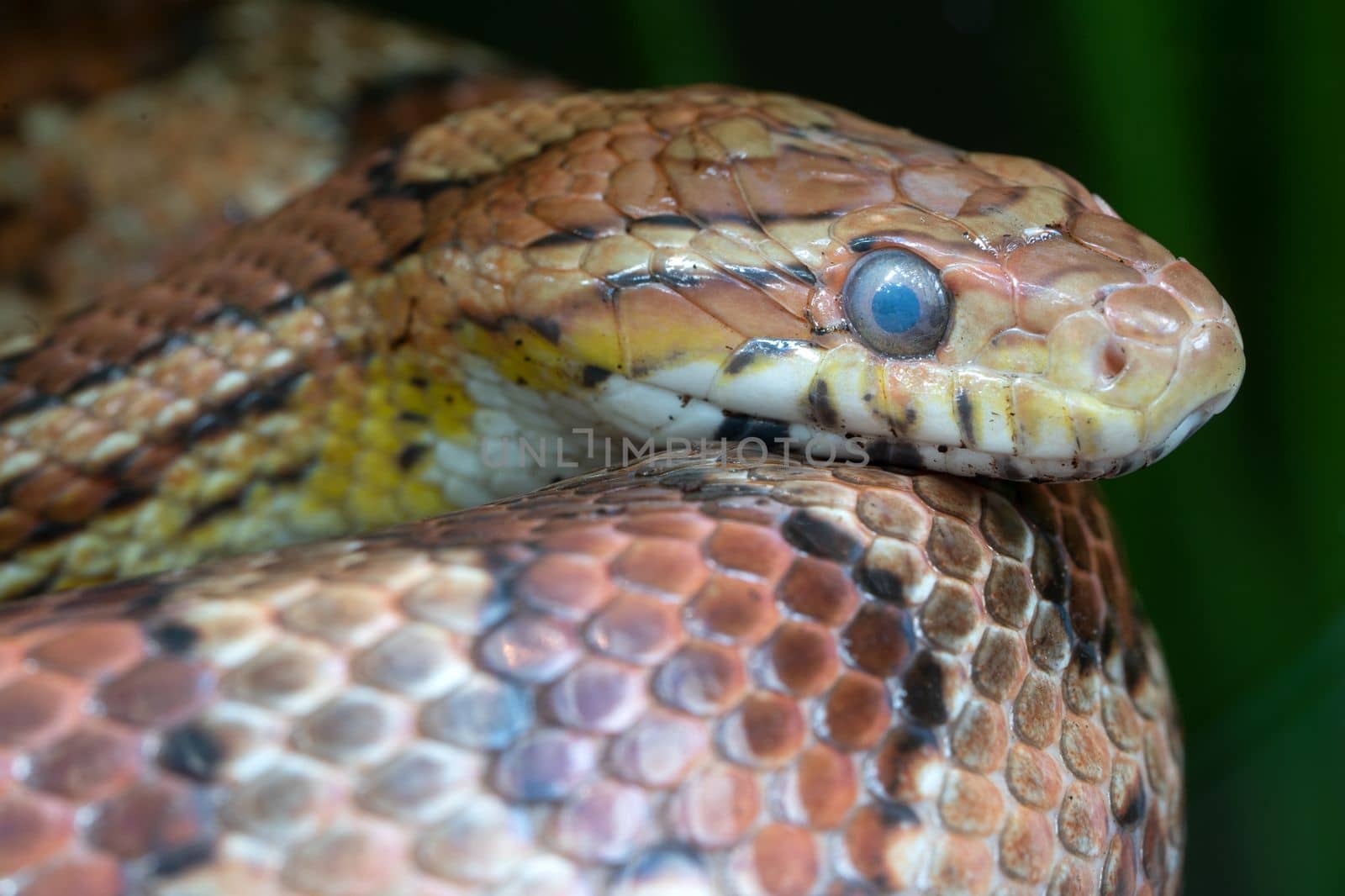 Eastern Corn Snake (Pantherophis guttatus), close up 