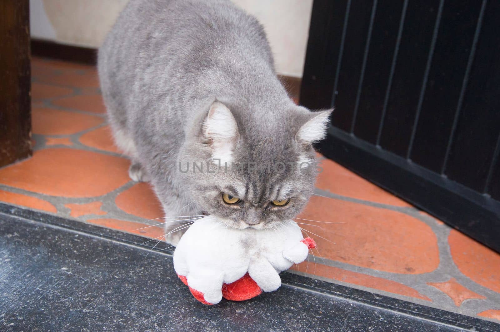 a gray cat carries in his teeth his favorite toy pet polar bear cub. High quality photo