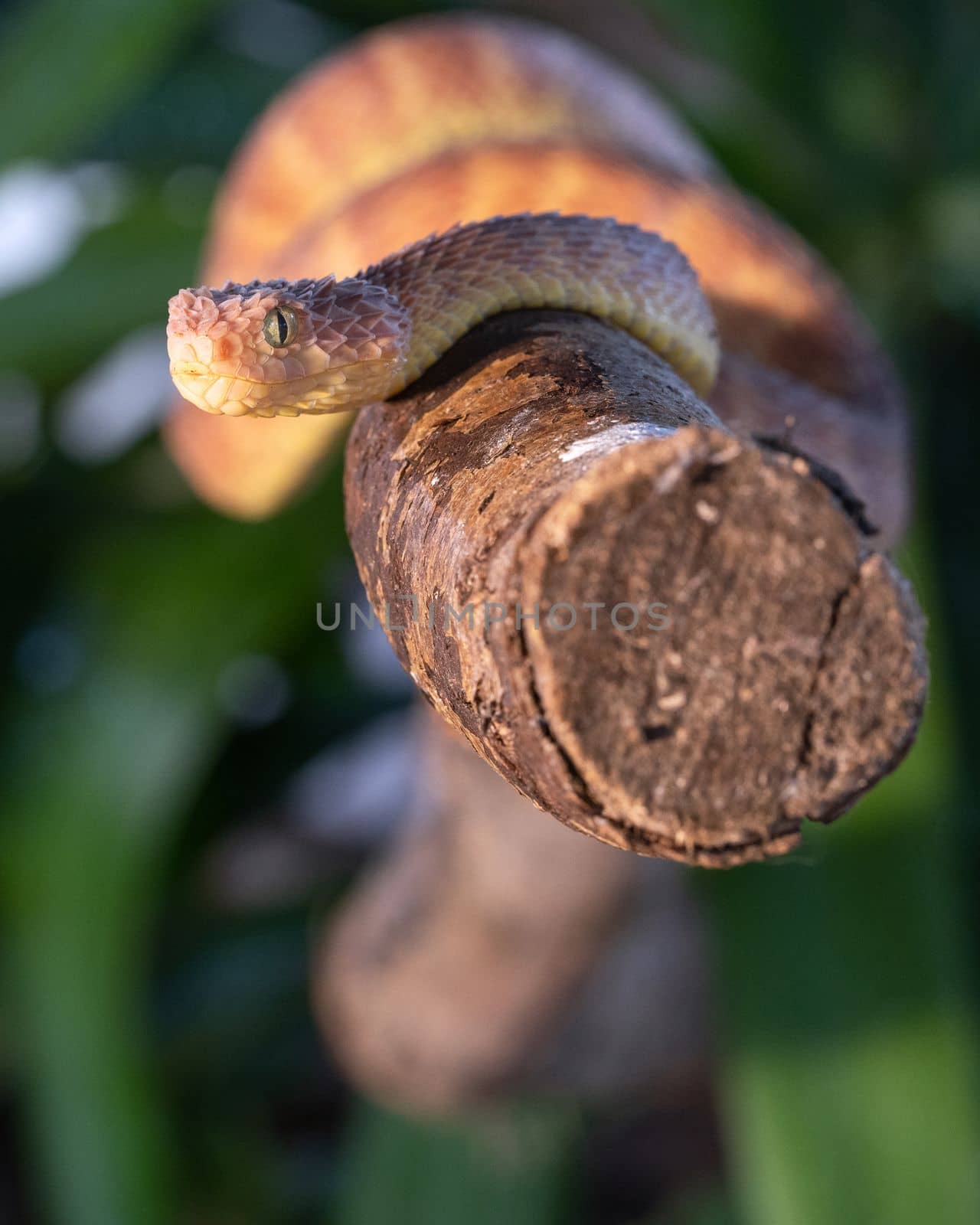 Close up image of Leaf viper (Atheris squamigera)