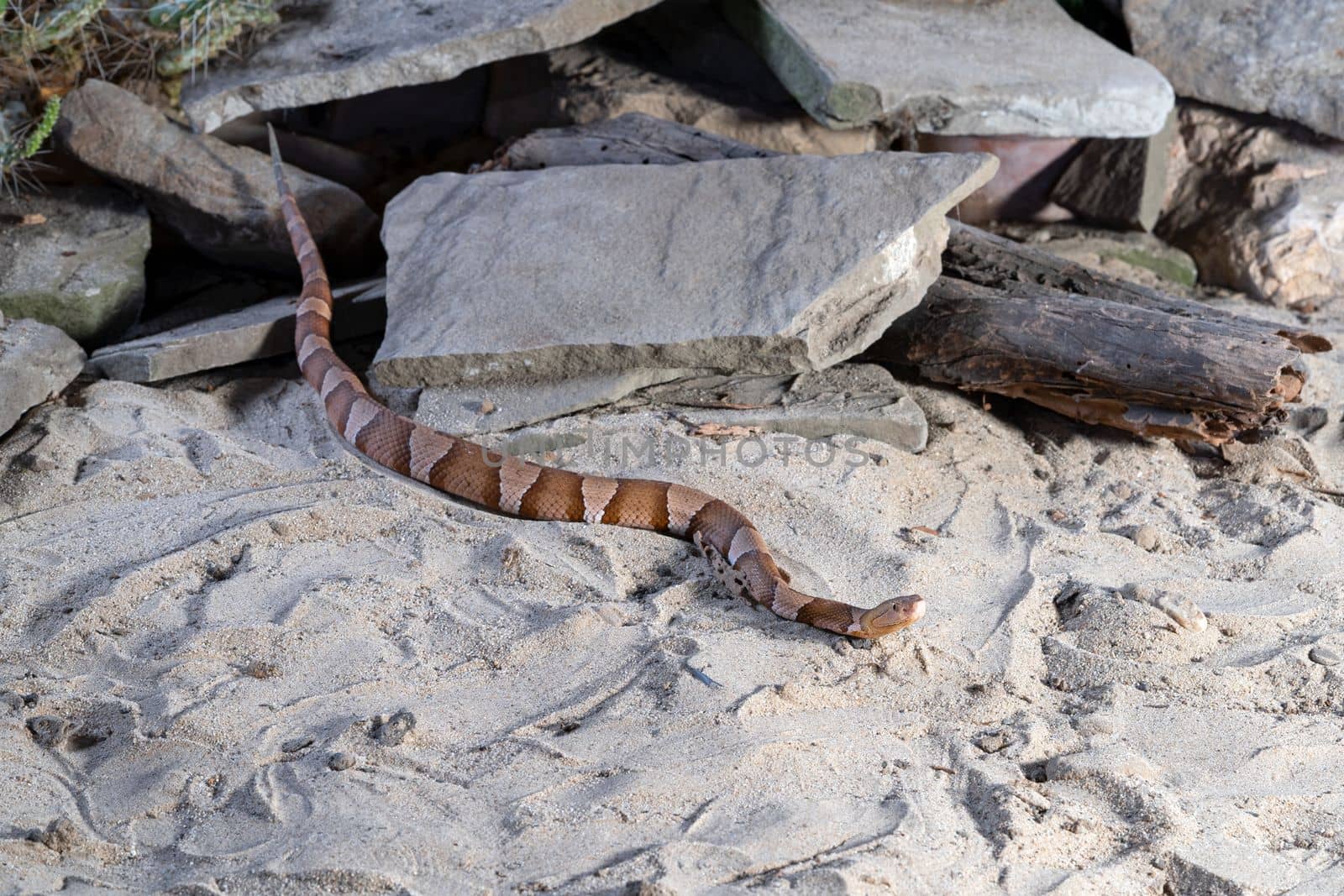 Close up image of Copperhead (Agkistrodon contortrix)