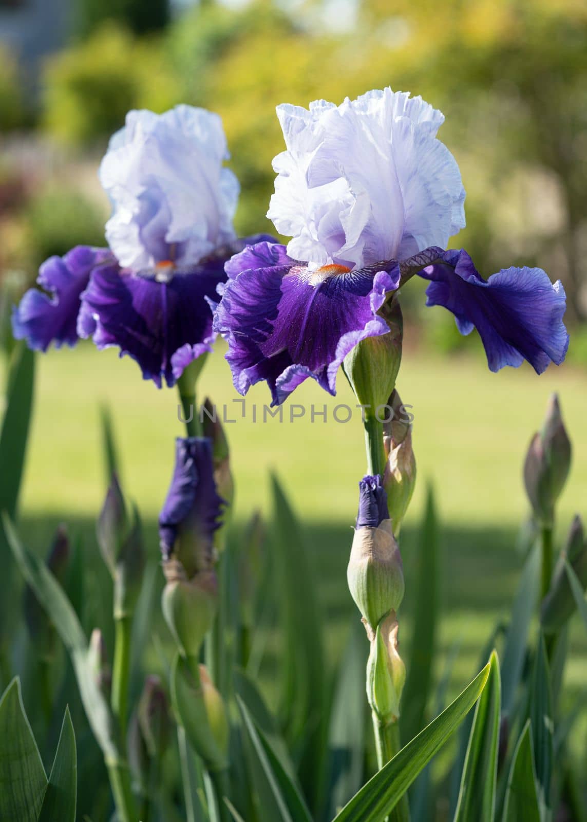 German iris (Iris barbata), close up image of the flower head