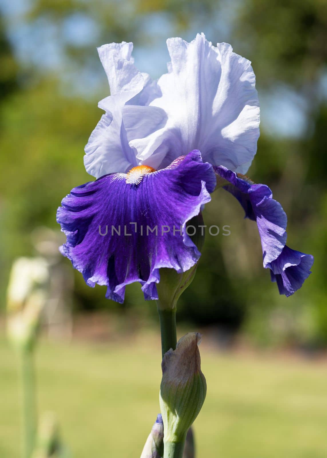 German iris (Iris barbata), close up image of the flower head