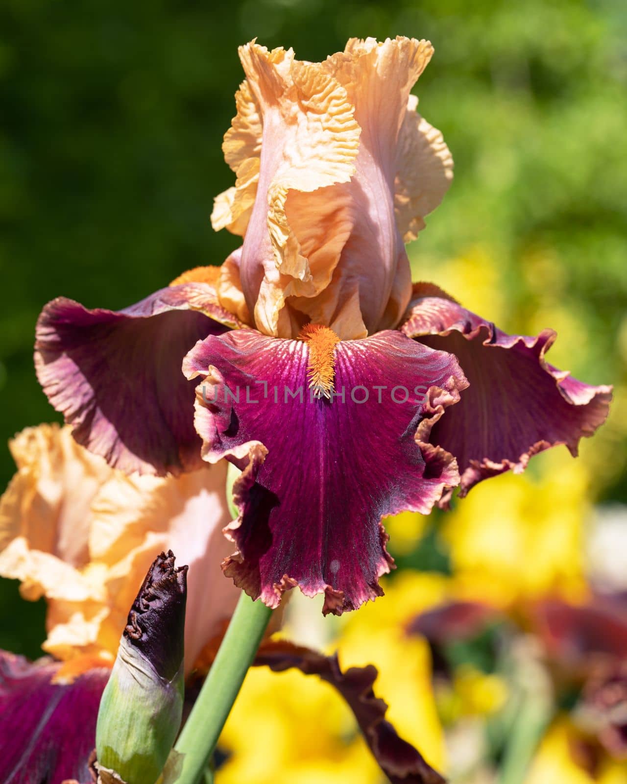 German iris (Iris barbata), close up image of the flower head